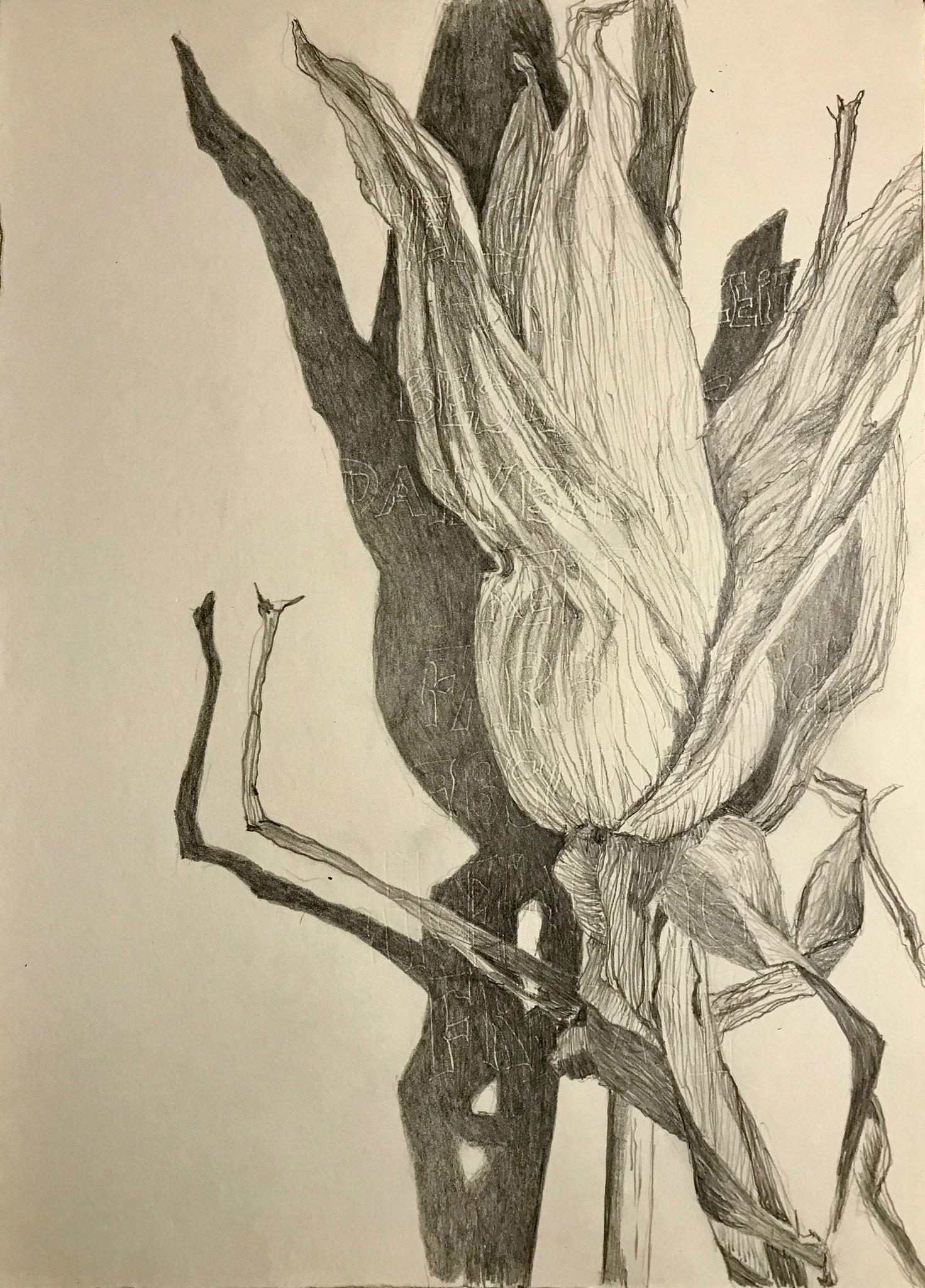 Mais 4   Bleistift auf Papier 25x35