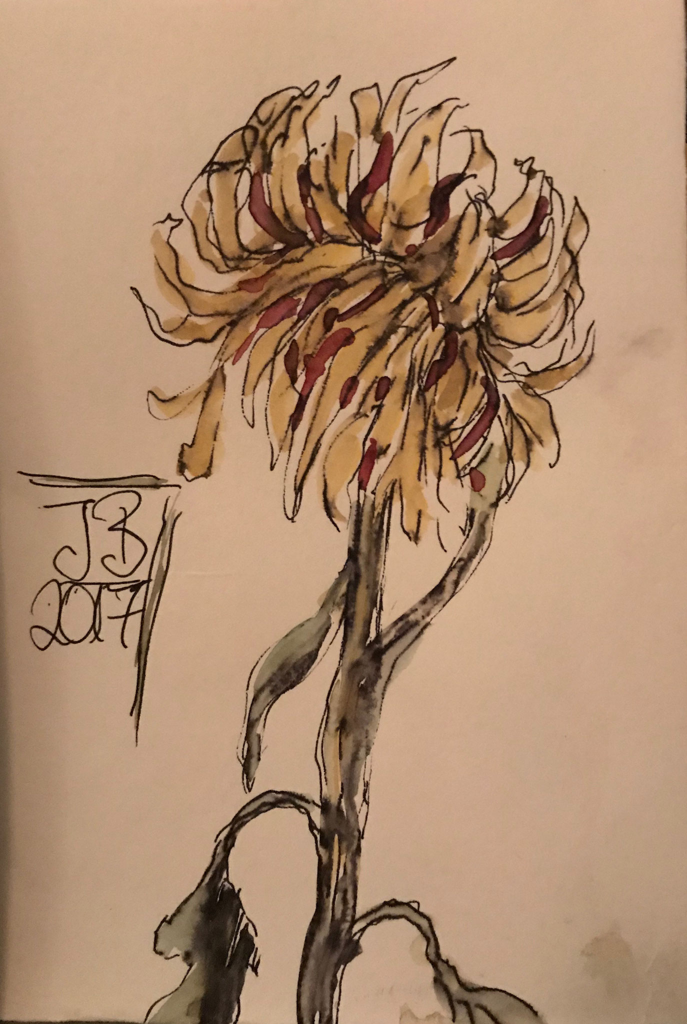 Chrysantheme, 13x18, Fineliner und Aquarell