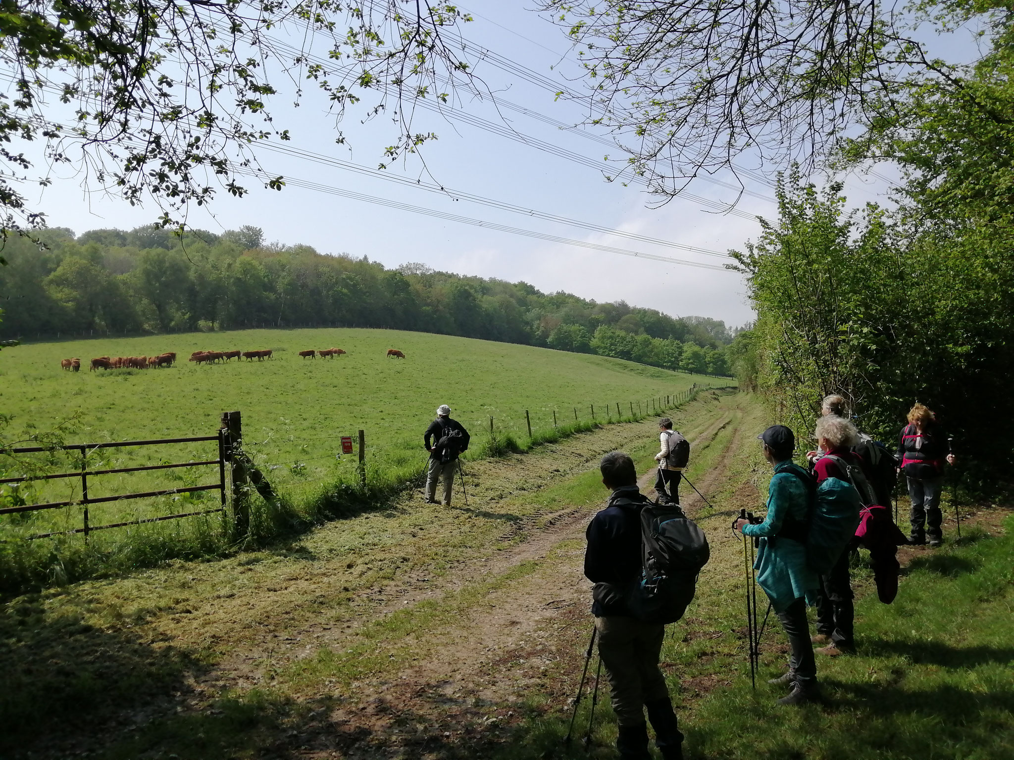 Pause en compagnie d'un troupeau de vaches.