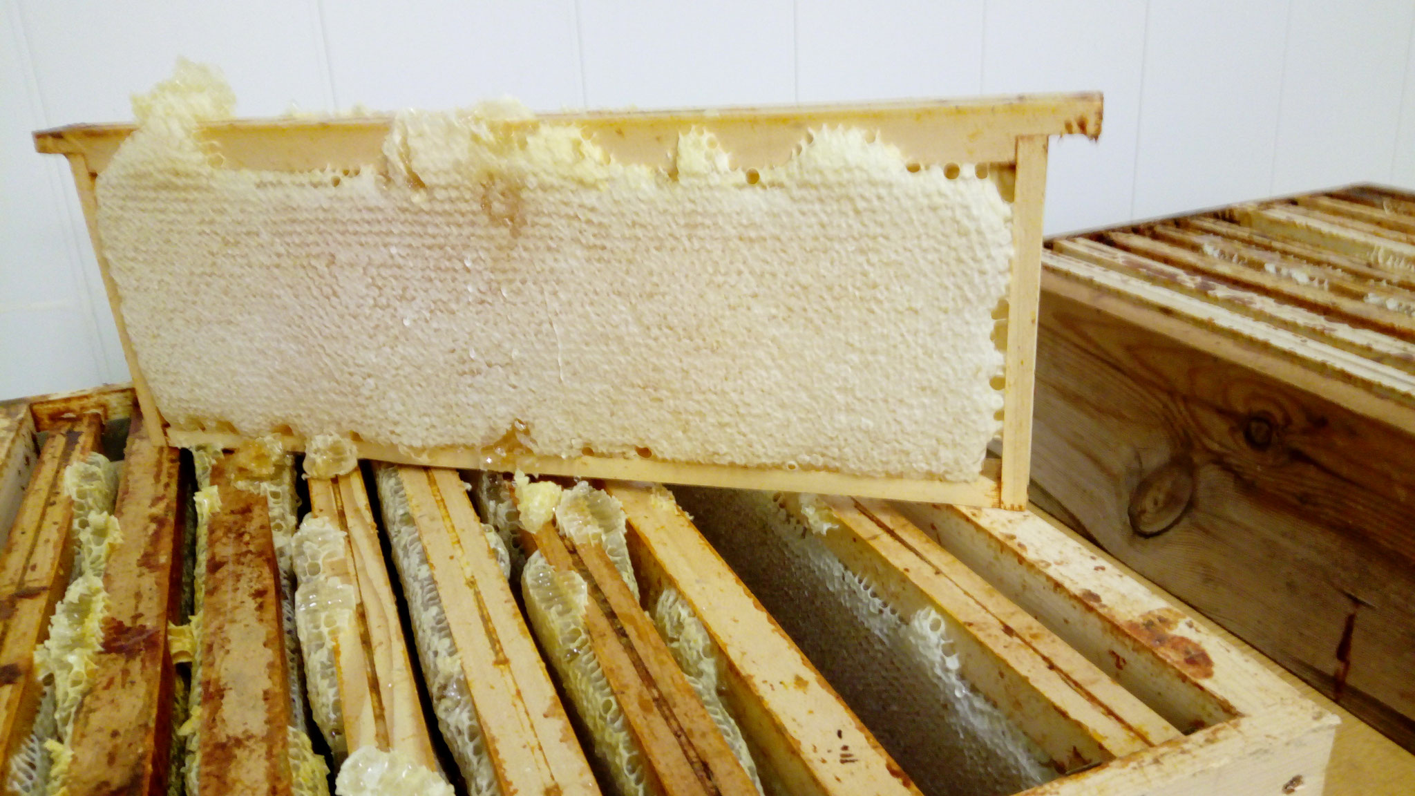 La récolte du miel d'acacia...toujours un moment de bonheur !