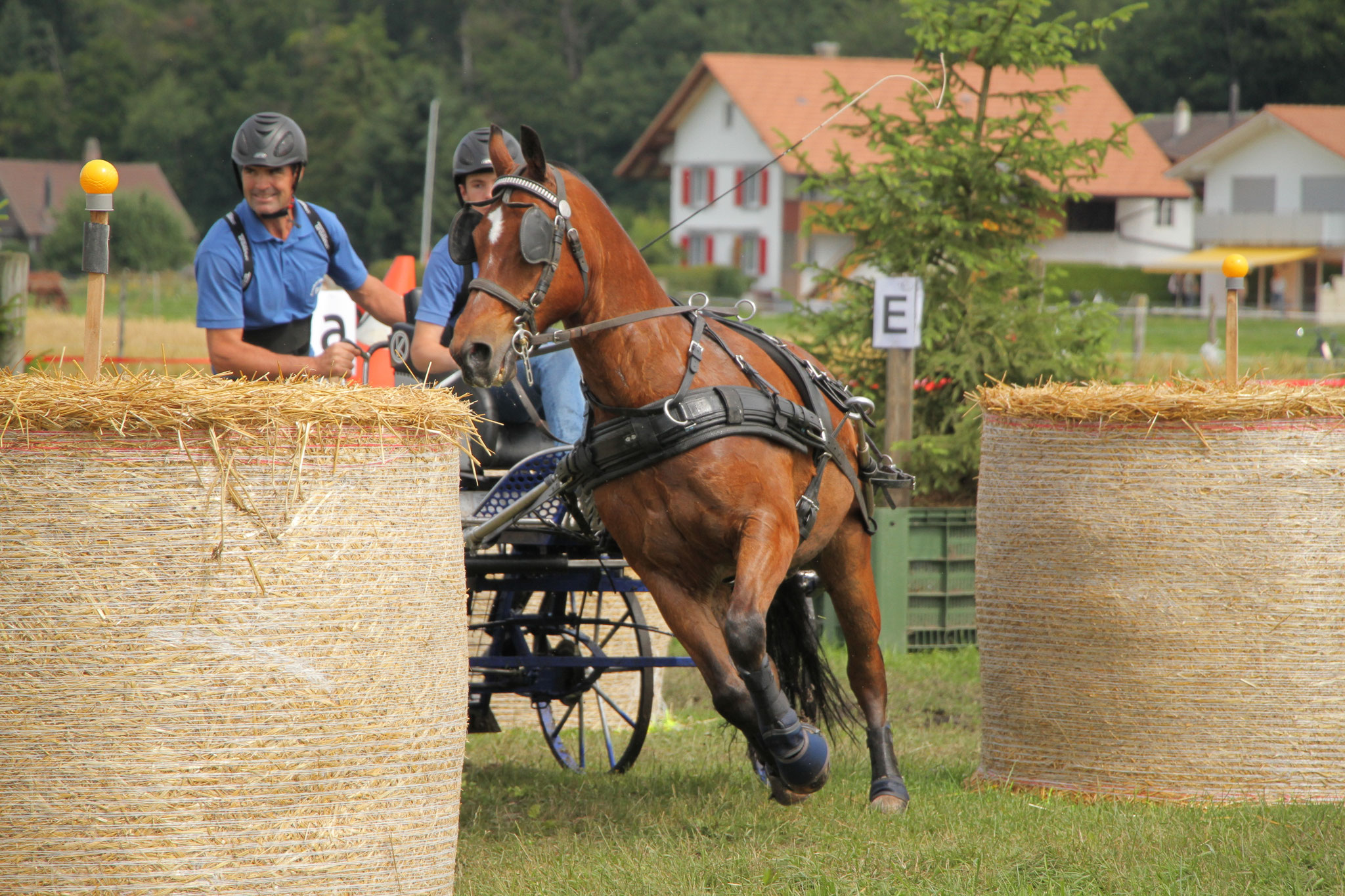 Familie - Webseite der Freibergerzucht BW