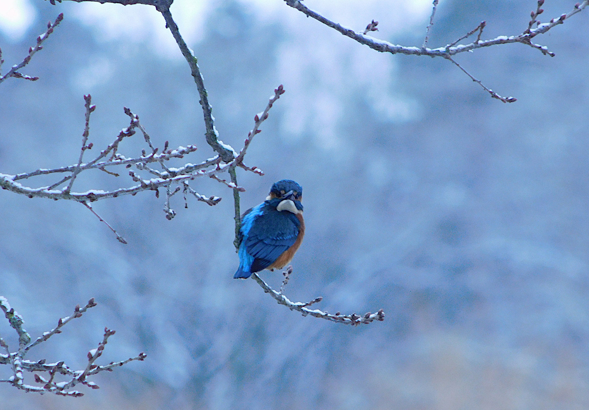 Eisvogel am Templiner Kanal