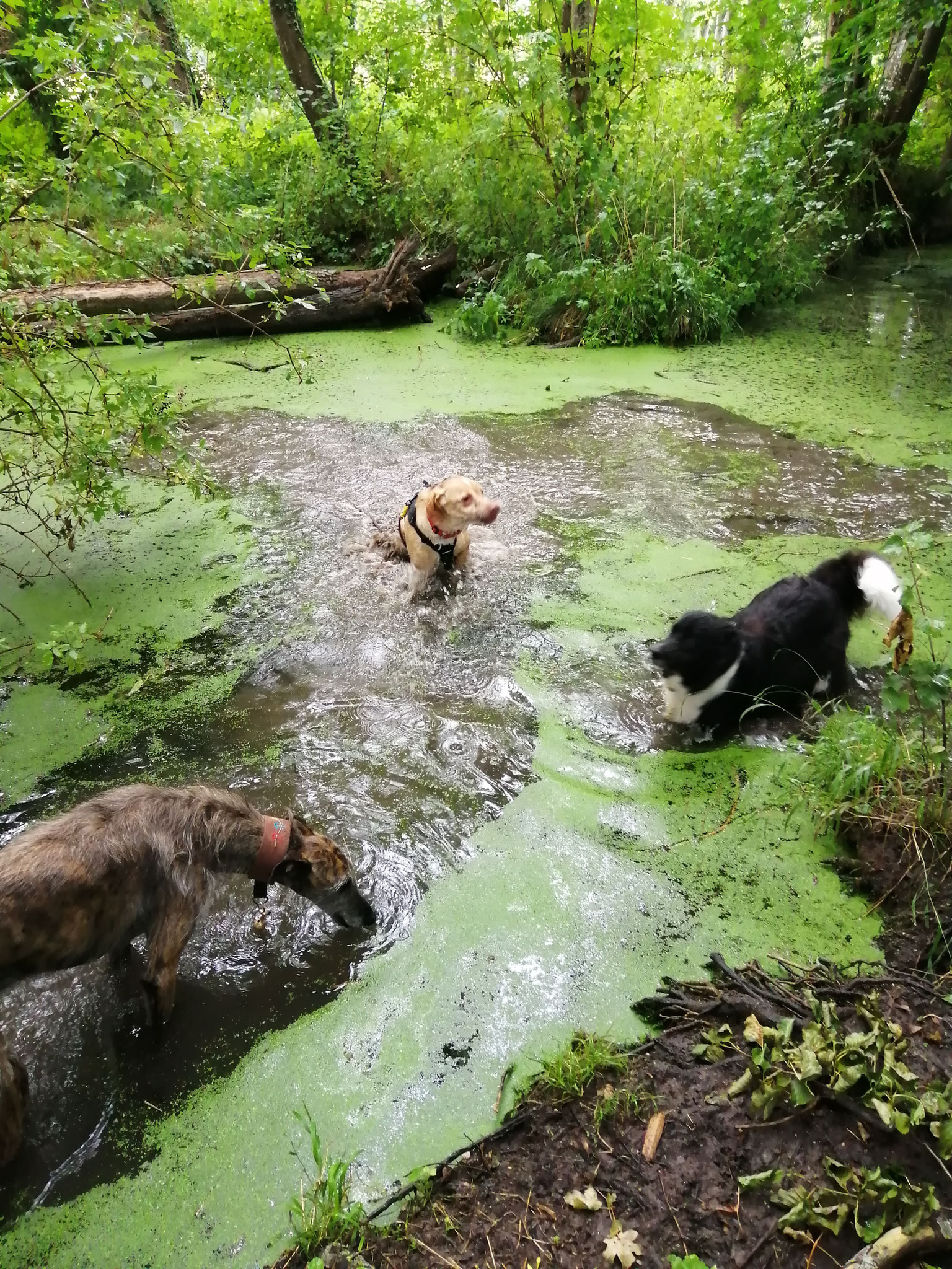 Ah ! La baignade !