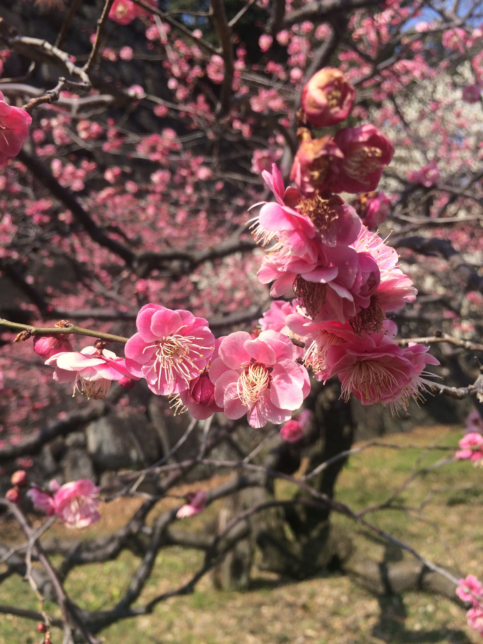 "Sakura" is coming - die Kirschblüten blühen schon im Garten des Kaiserpalastes <3