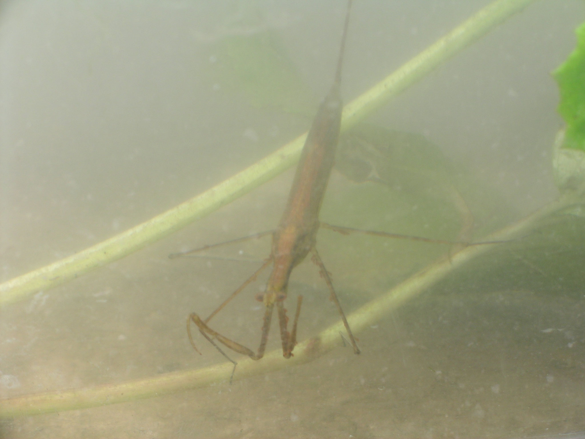 福地の田んぼにいる水生昆虫 週末農業稲作り 福地の田んぼにいる水生昆虫 週末農業稲作り