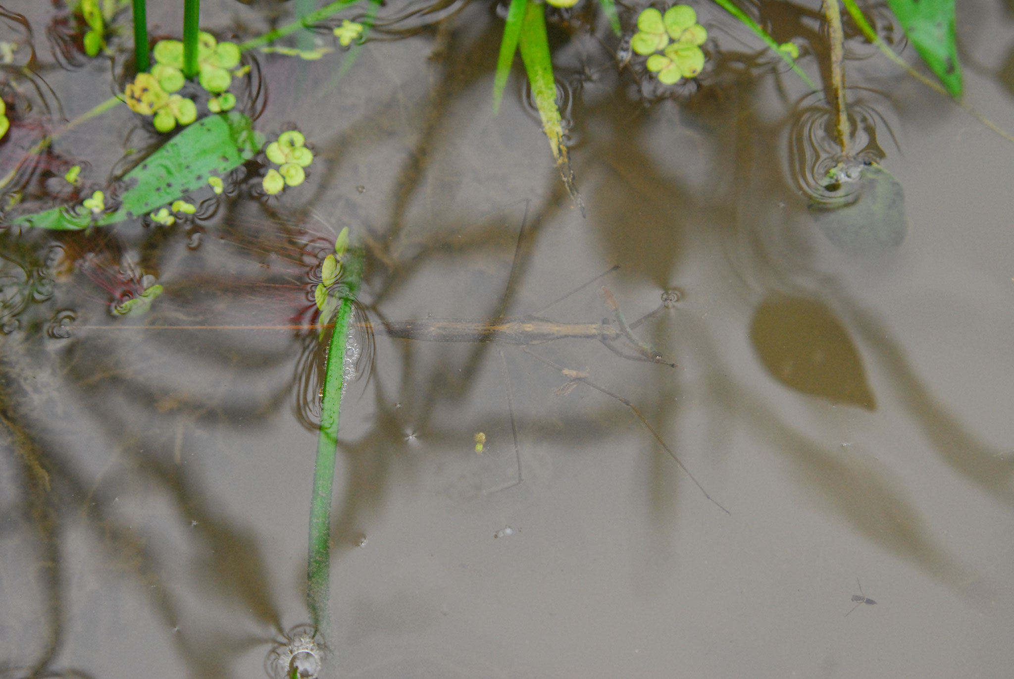 福地の田んぼにいる水生昆虫 週末農業稲作り 福地の田んぼにいる水生昆虫 週末農業稲作り