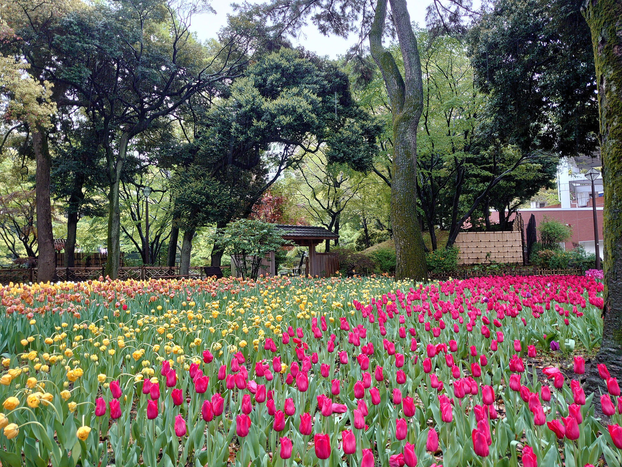 横浜公園内 チューリップ