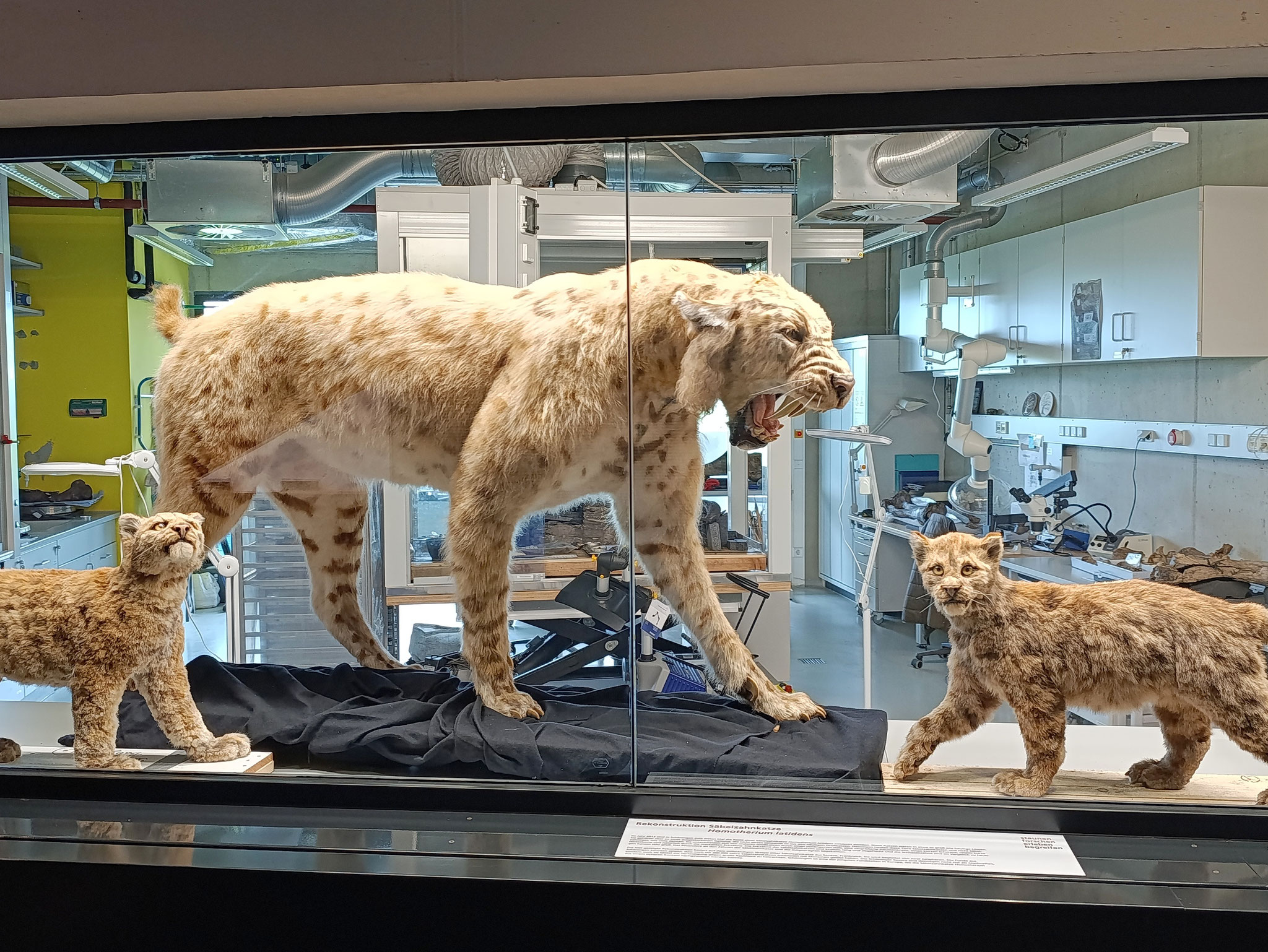 Modelle alter Tiger sind zu sehen 