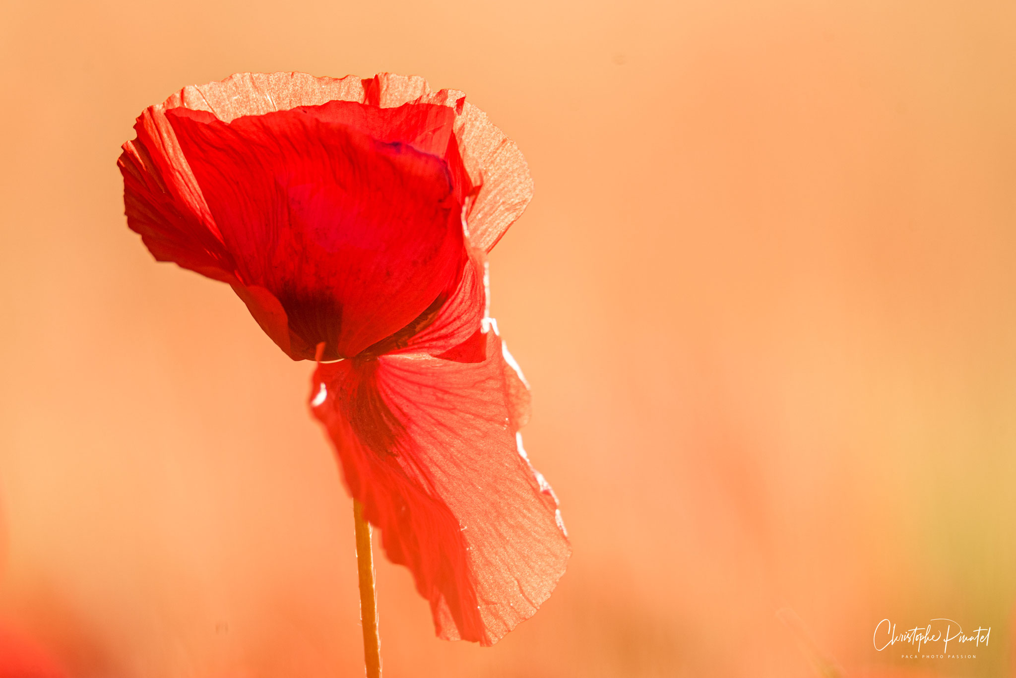 Coquelicot - 9