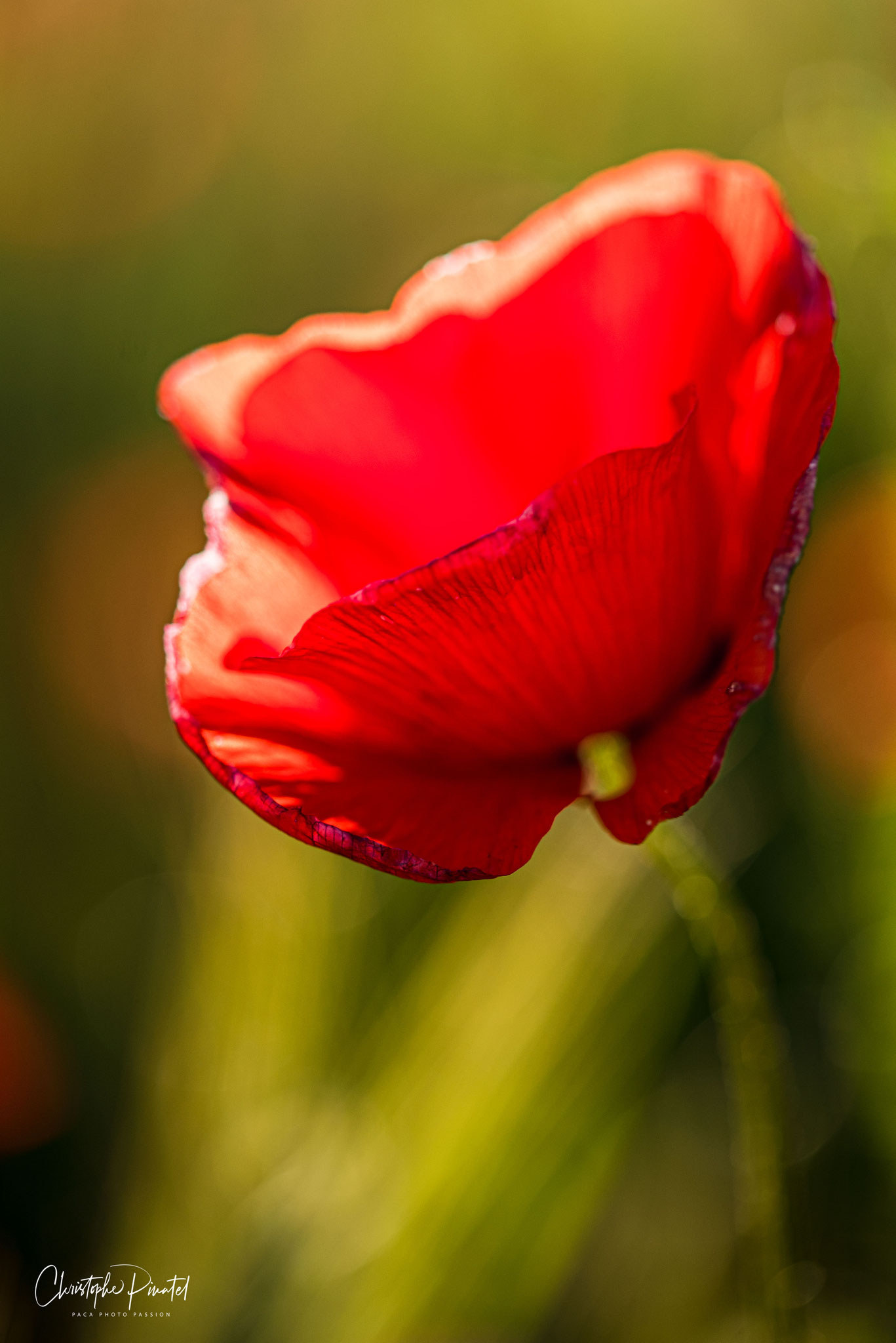 Coquelicot - 1