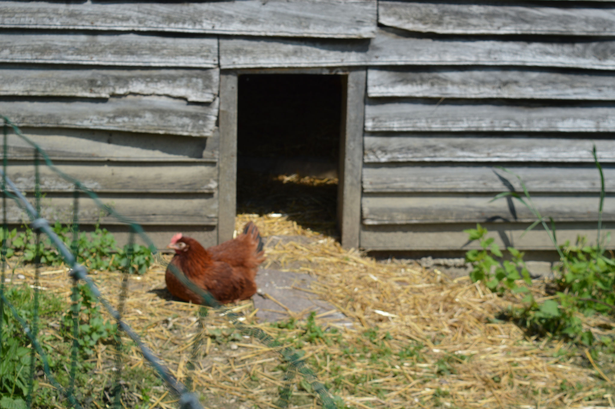 Nos poules