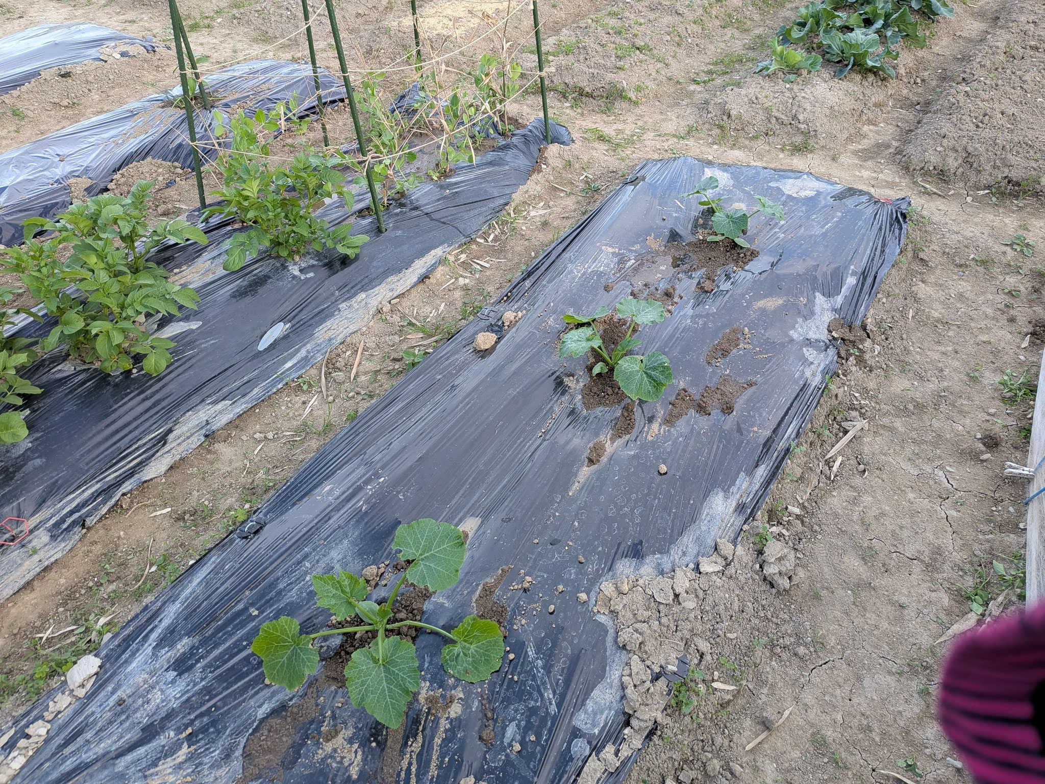 畑に定植します