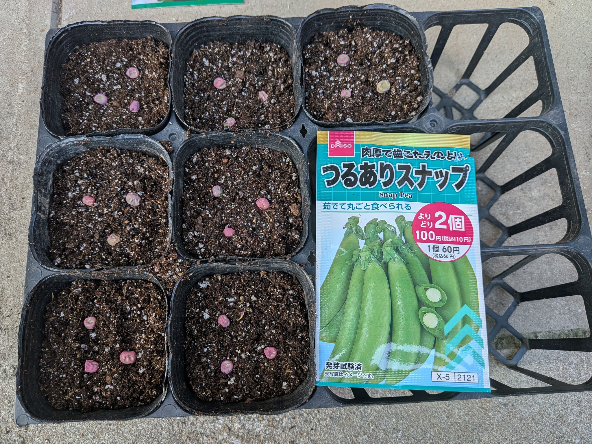 ダイソーで購入した「つるありスナップエンドウ」