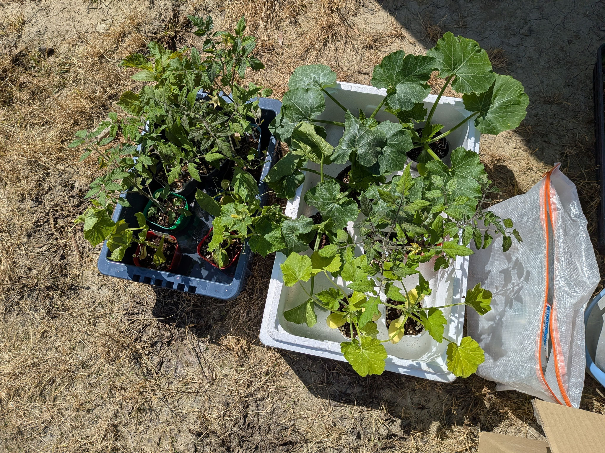 ようやく畑に定植する