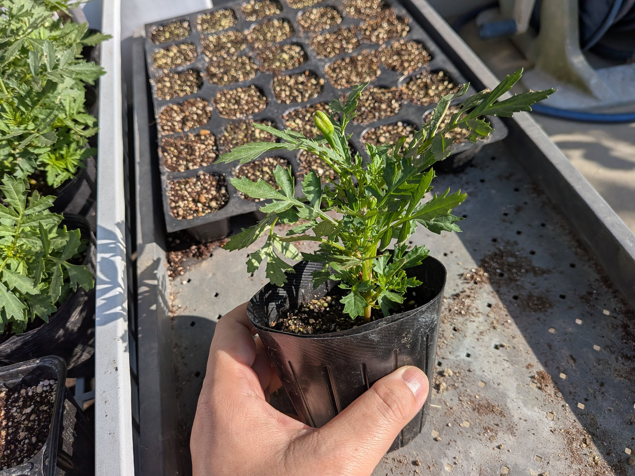 花芽がついた頃、種まきから1か月と少し