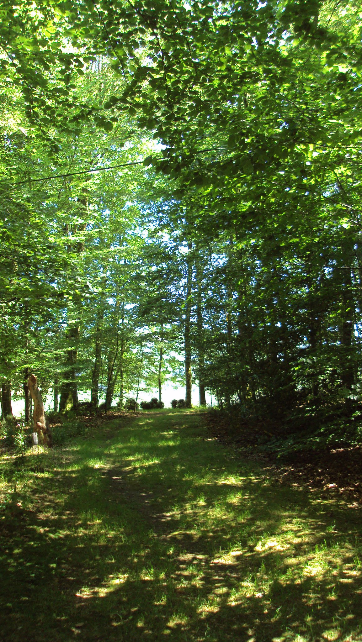 Le domaine possède une jolie forêt ombragée.