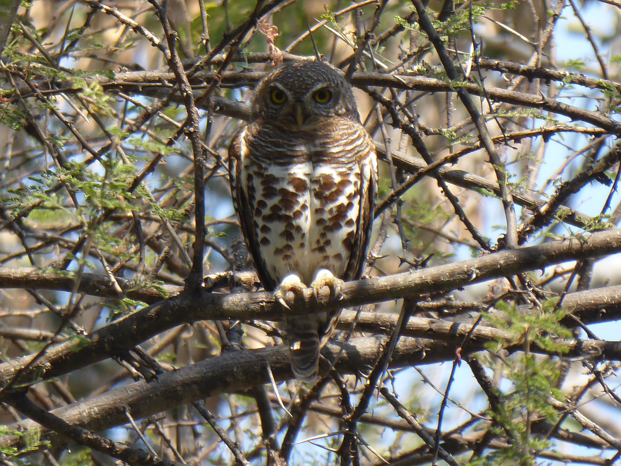 auf der Mukuku Campsite im Kavango