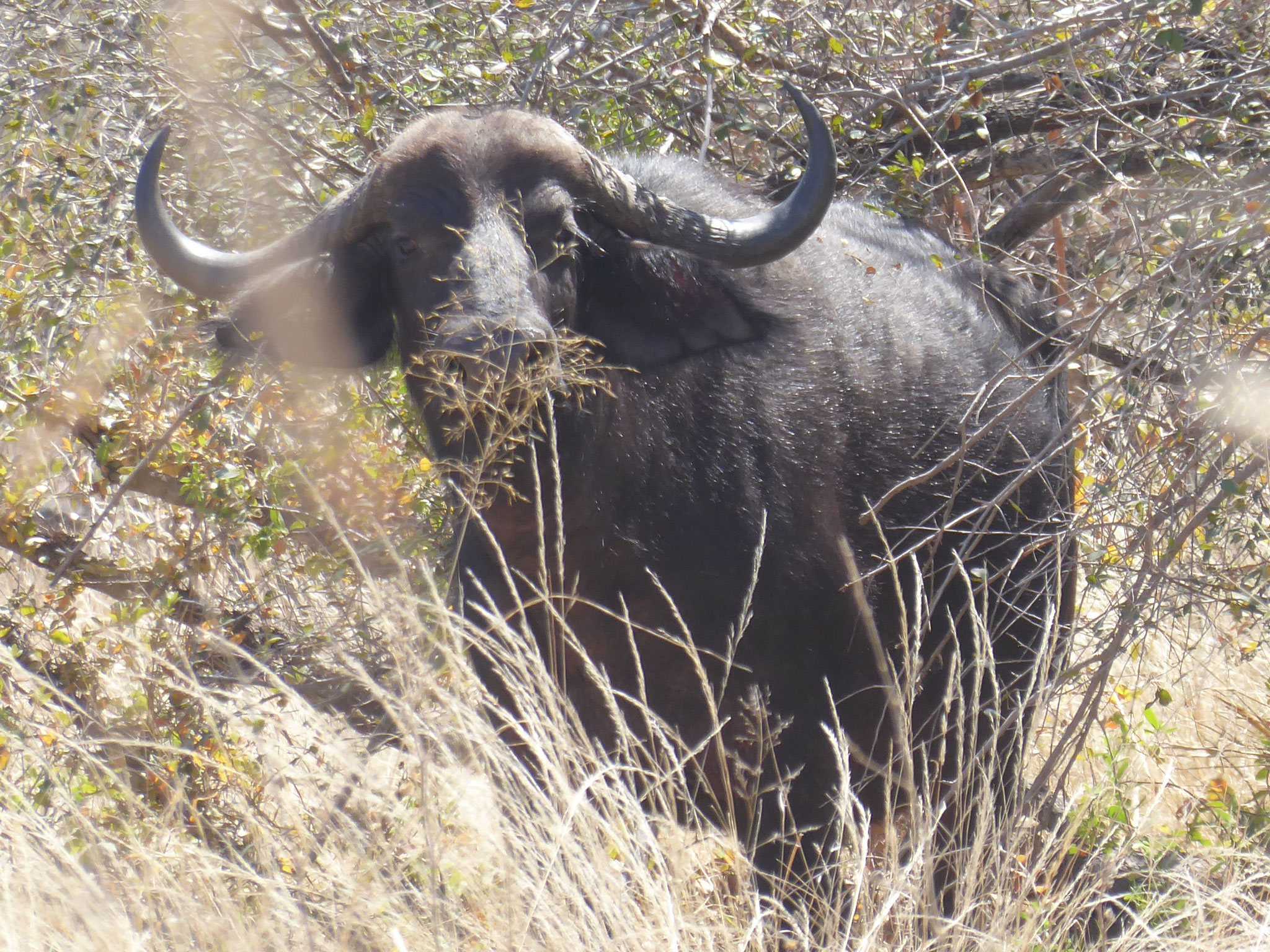 im Buffalopark