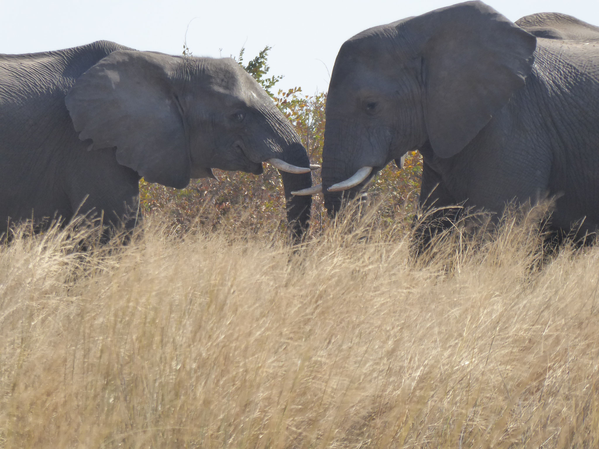 Etosha Elefanten 