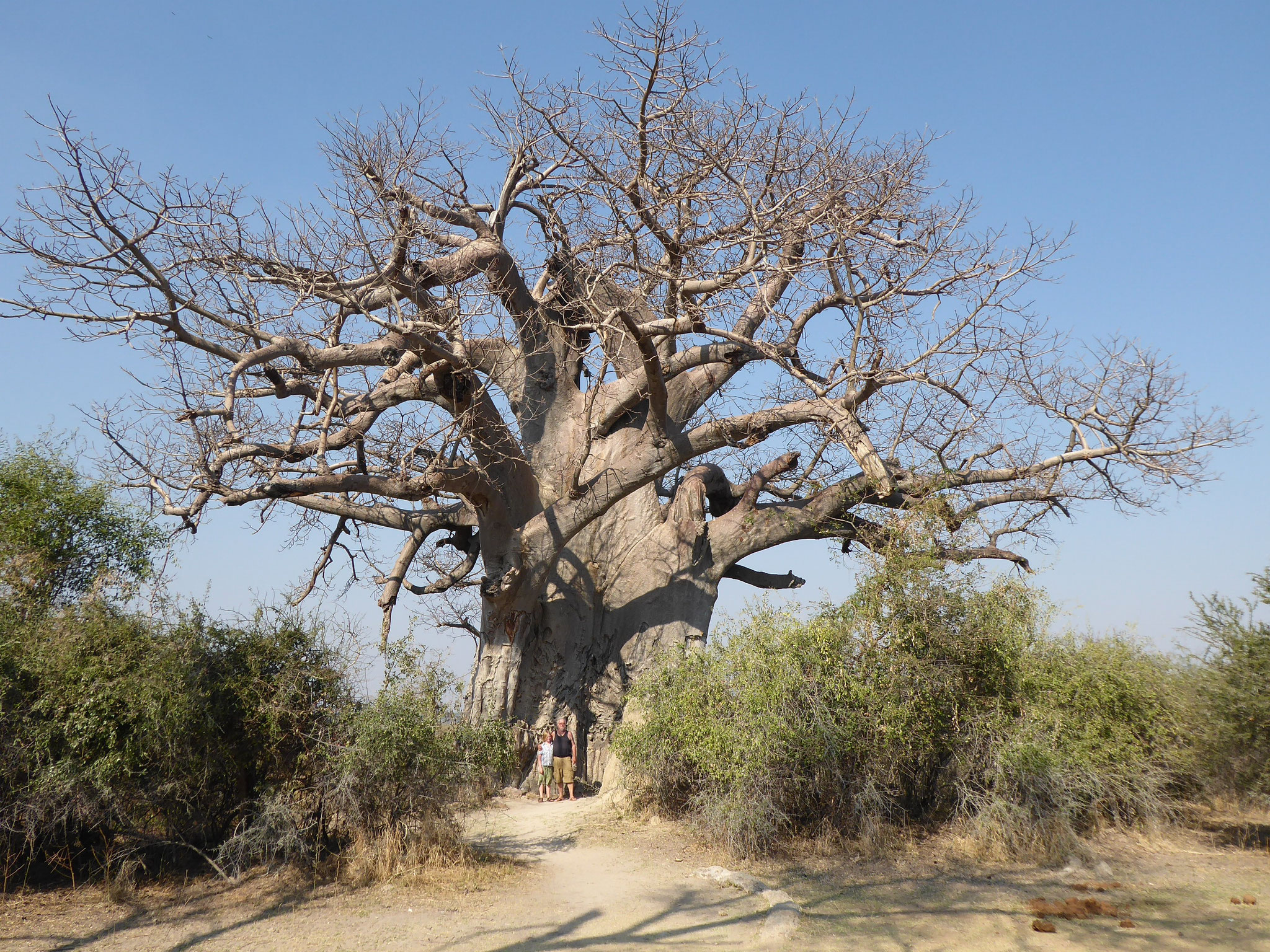 Baobab im Mahango Park
