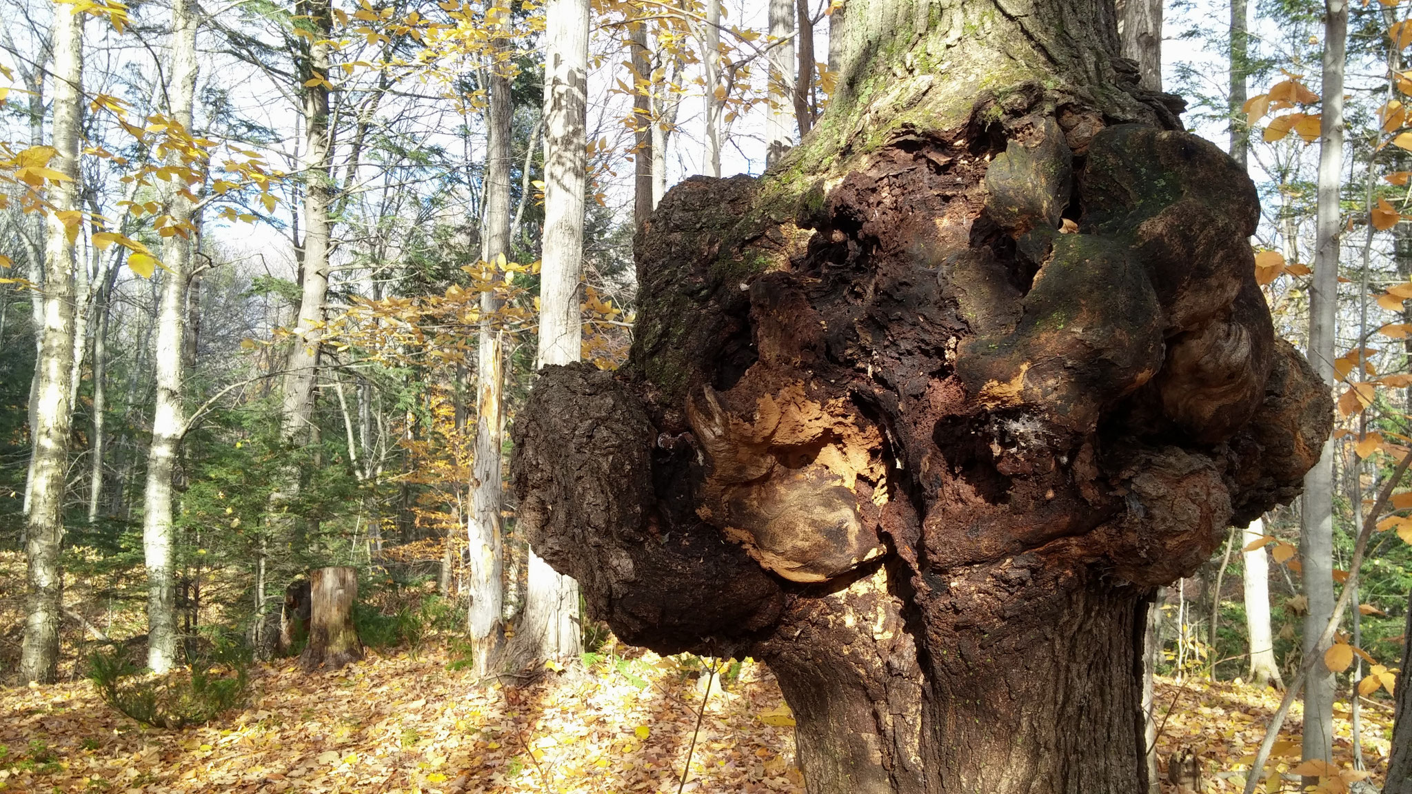 Malformation