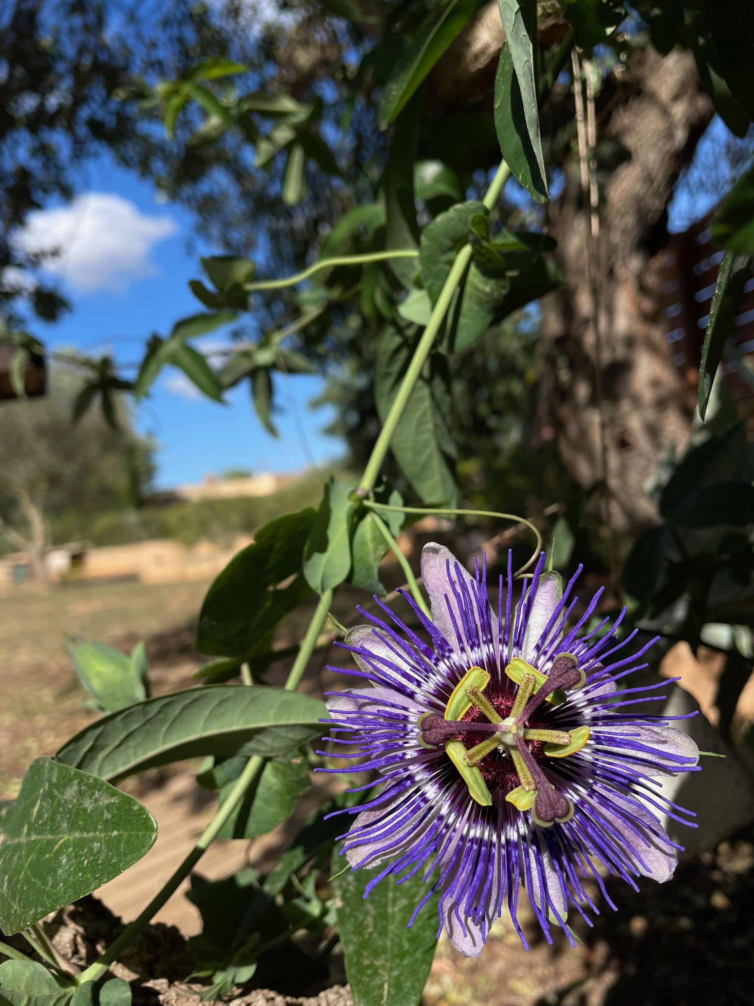 Passiflora - in diesem Jahr schön wie lange nicht mehr