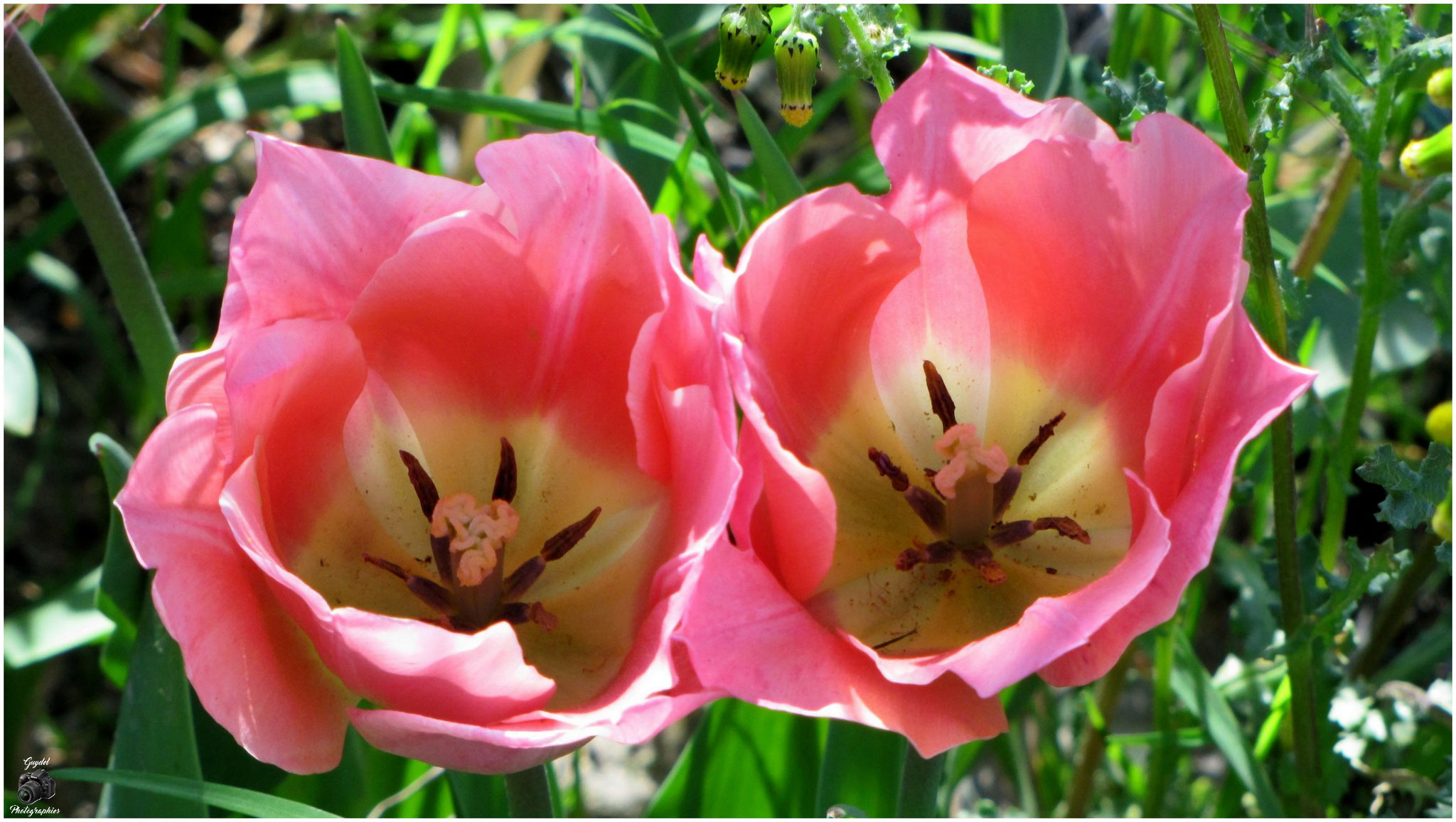 Duo rose