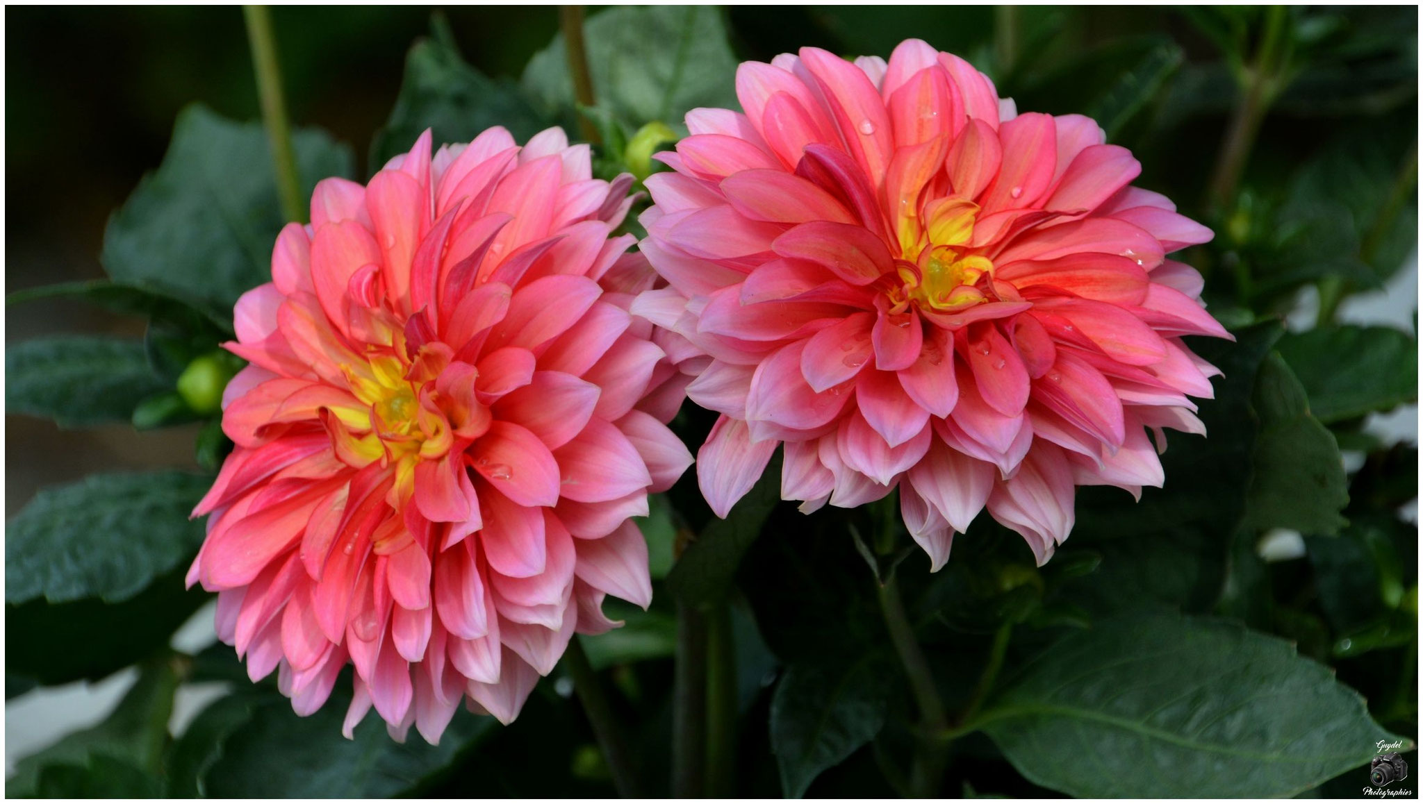 Duo de Dahlias