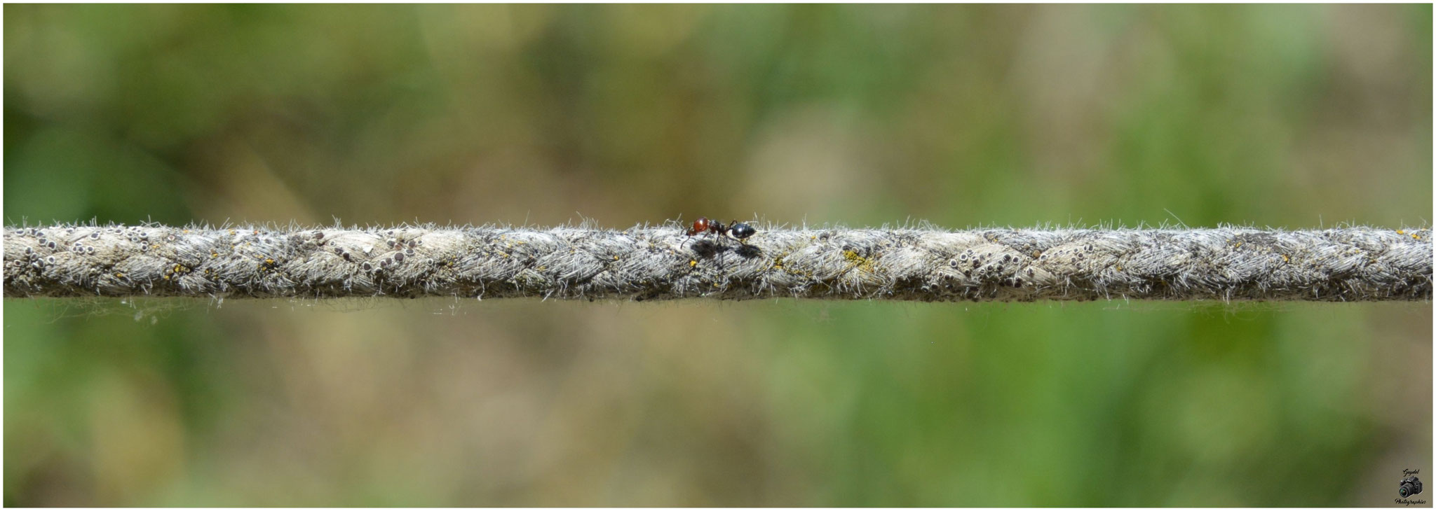 L' autoroute à Fourmis !
