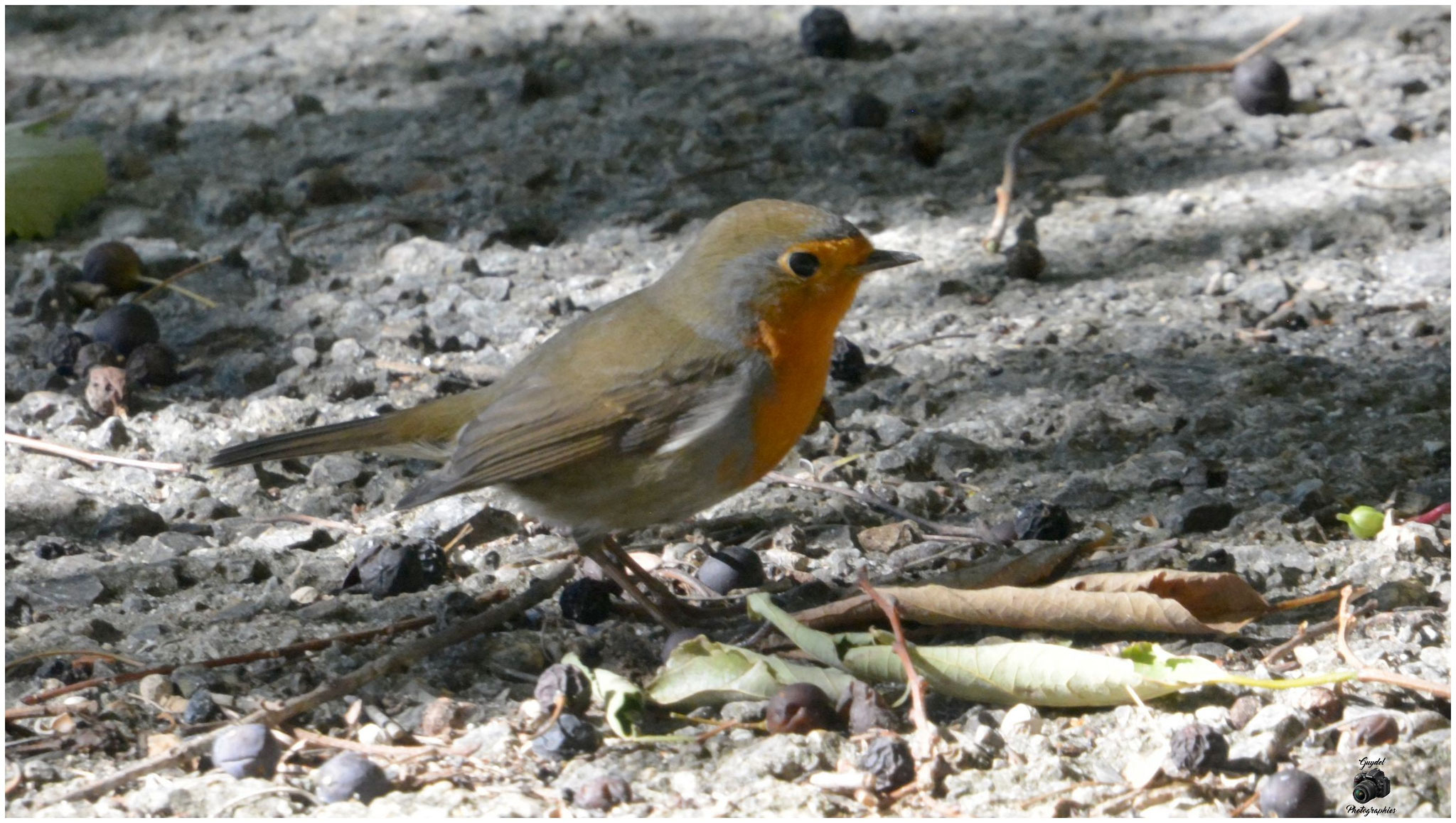 Robin 2