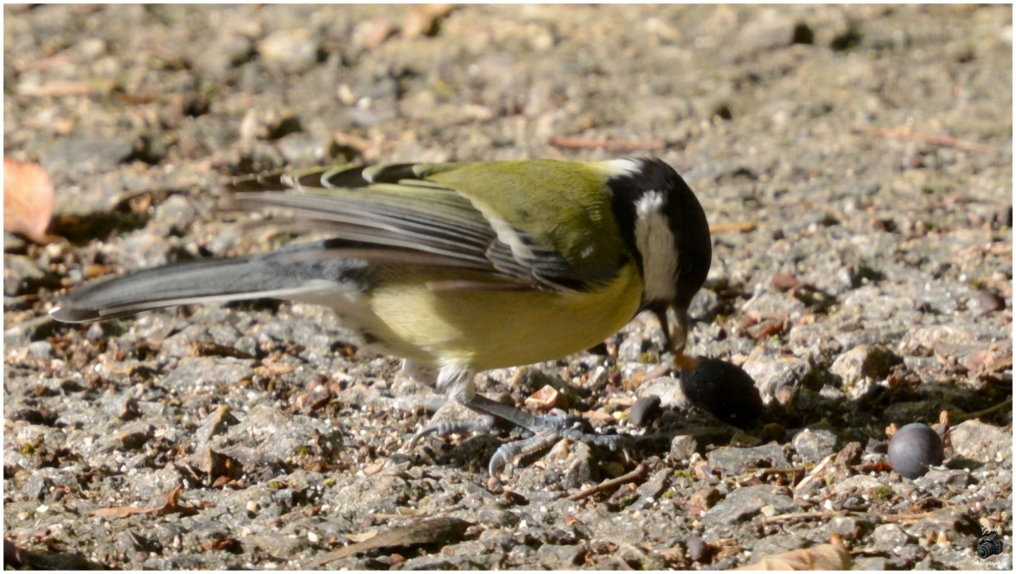 Mésange Charbonnière à terre !