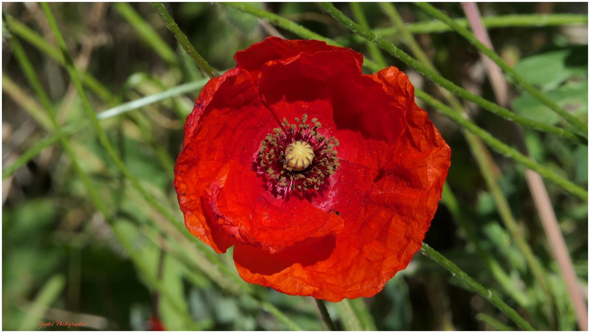 Un Coquelicot s'est fait tout beau aussi !
