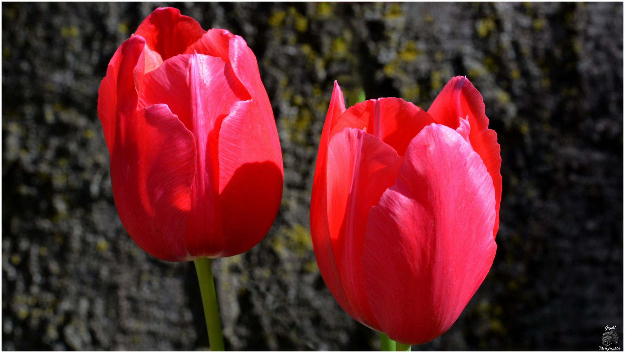 Duo rouge