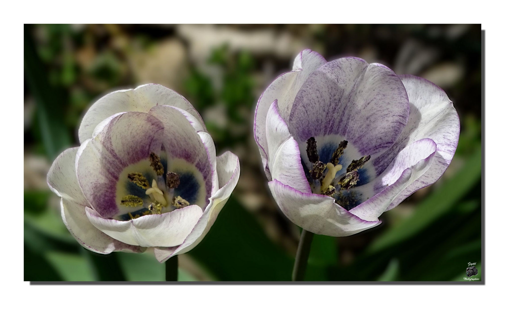 Des Blanches et Violettes
