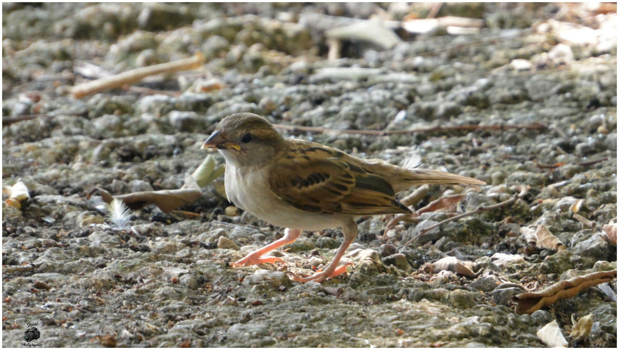 Un Moineau Domestique solitaire
