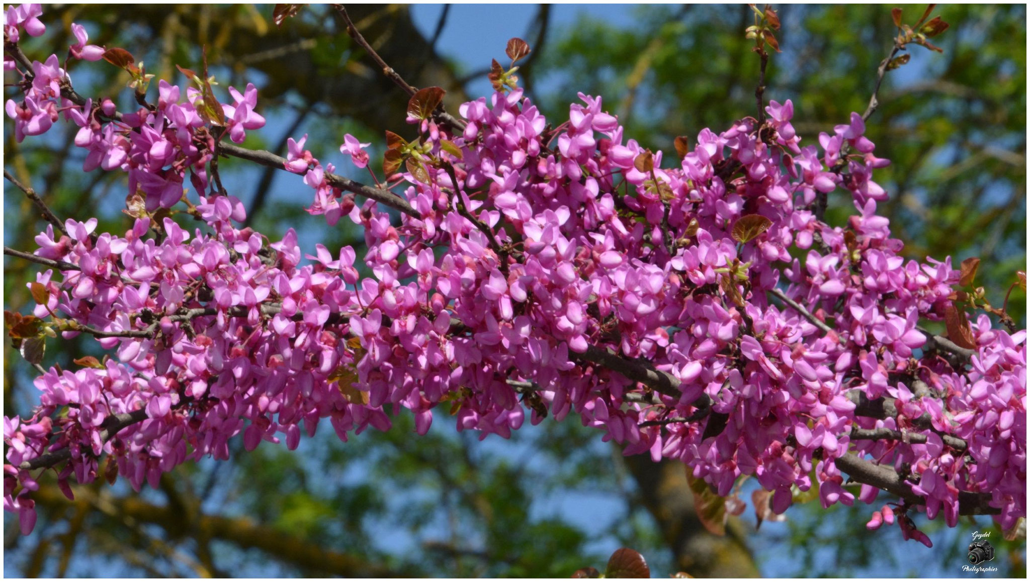 Une branche super fleurie