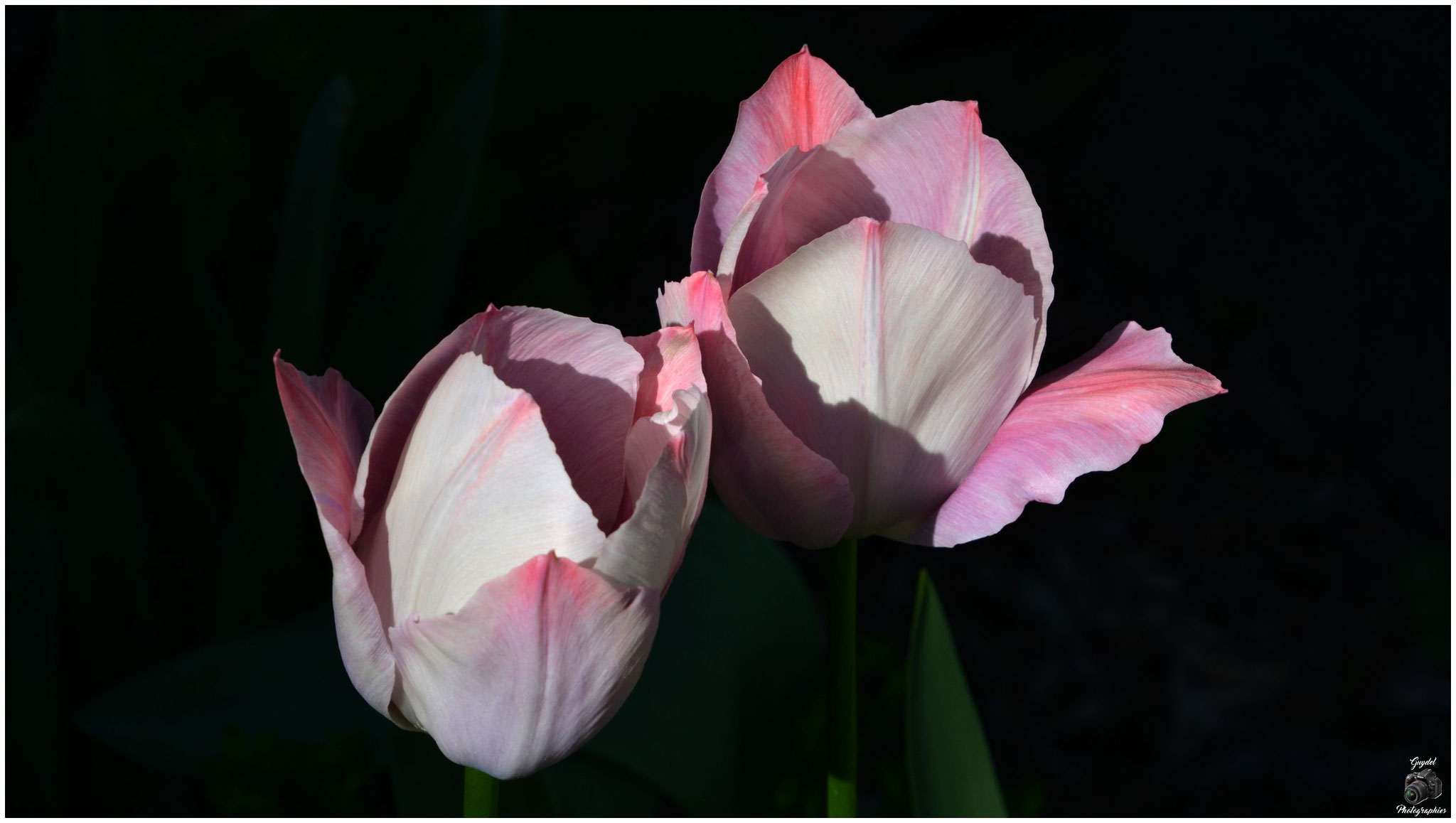 Les Tulipes roses vieillissent et perdent leur couleur