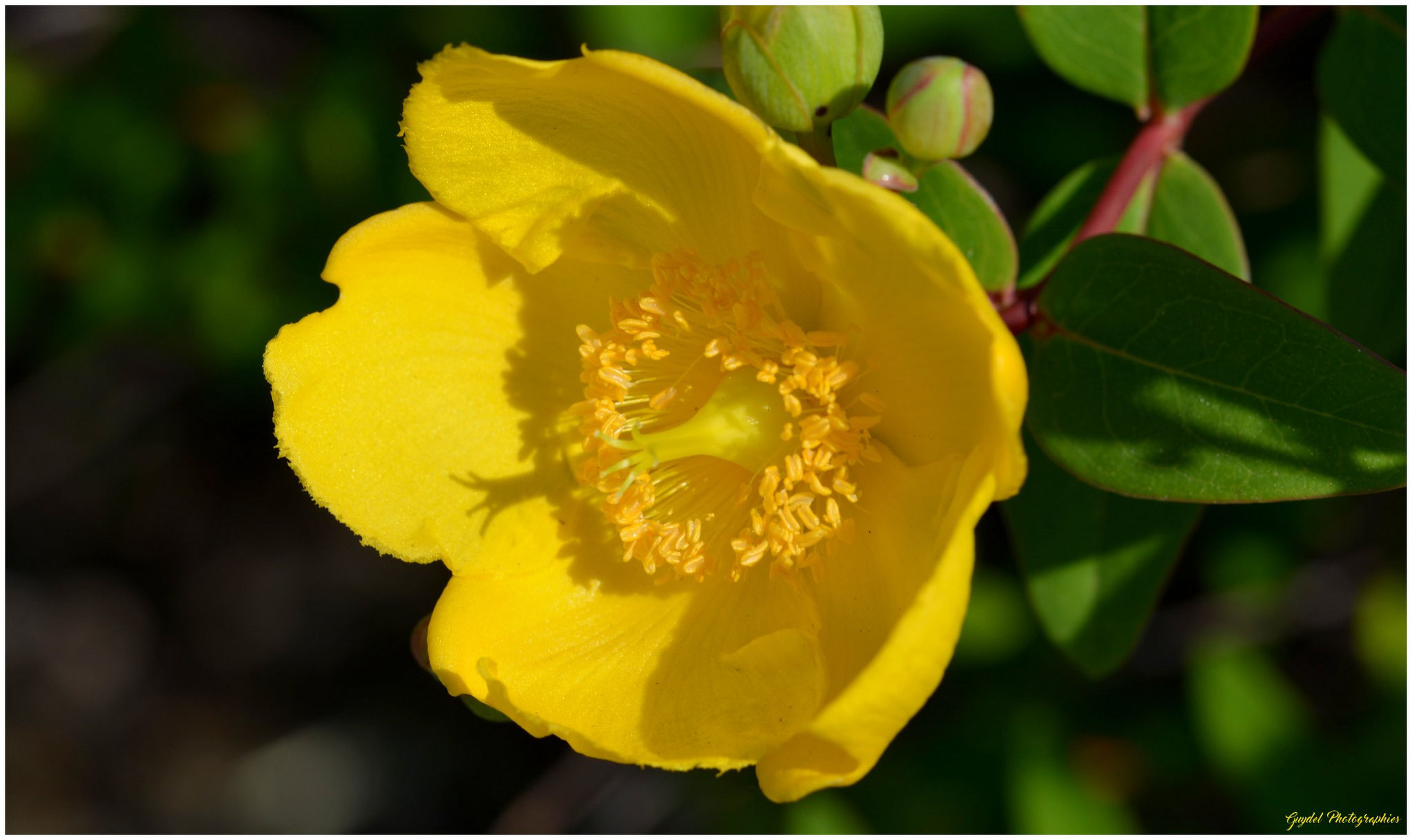 Millepertuis à grandes fleurs
