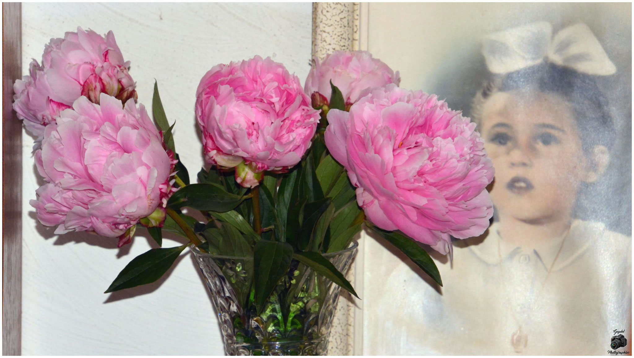 Pivoines