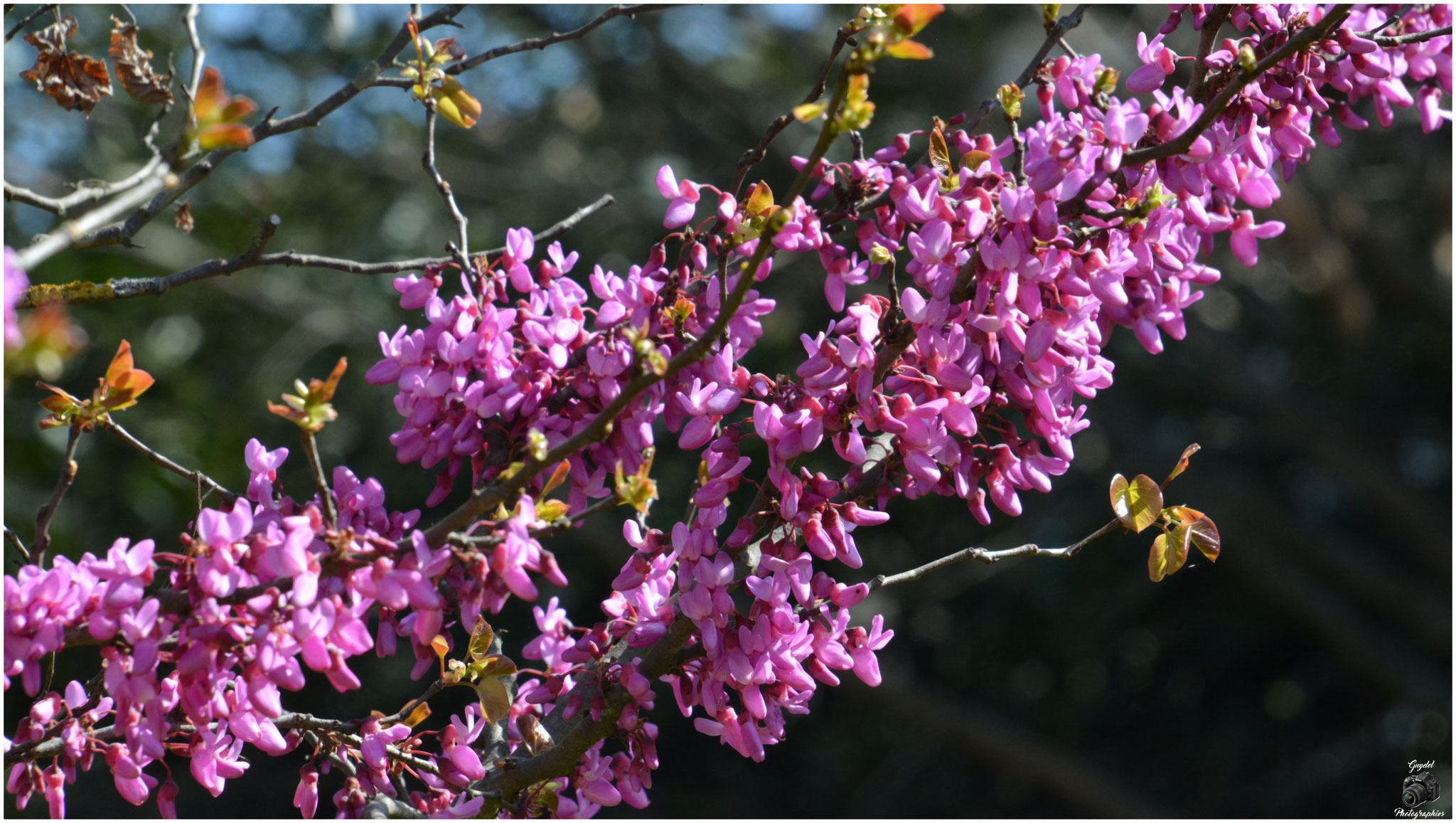 L' Arbre de Judée en pleine floraison