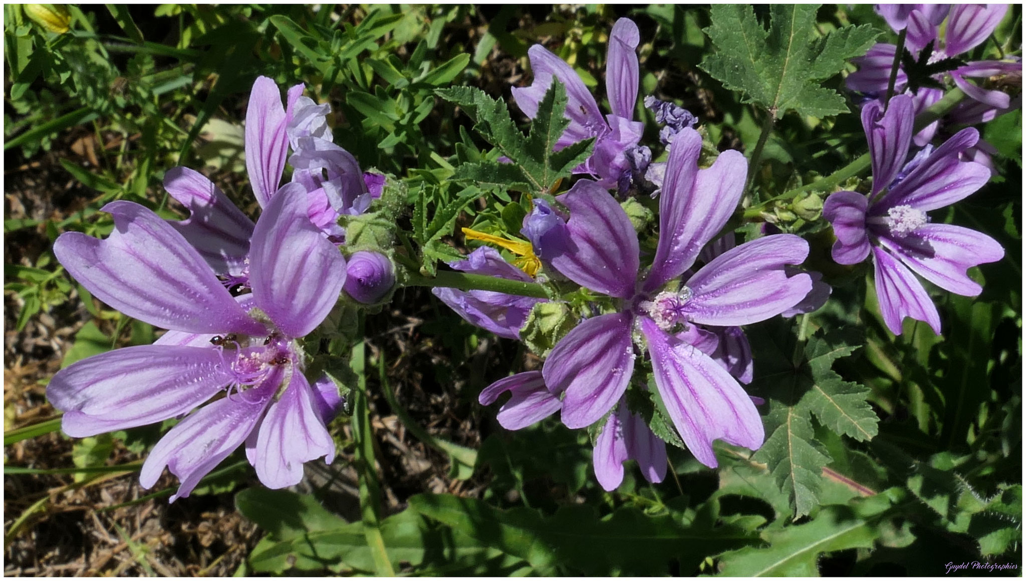 Grande Mauve