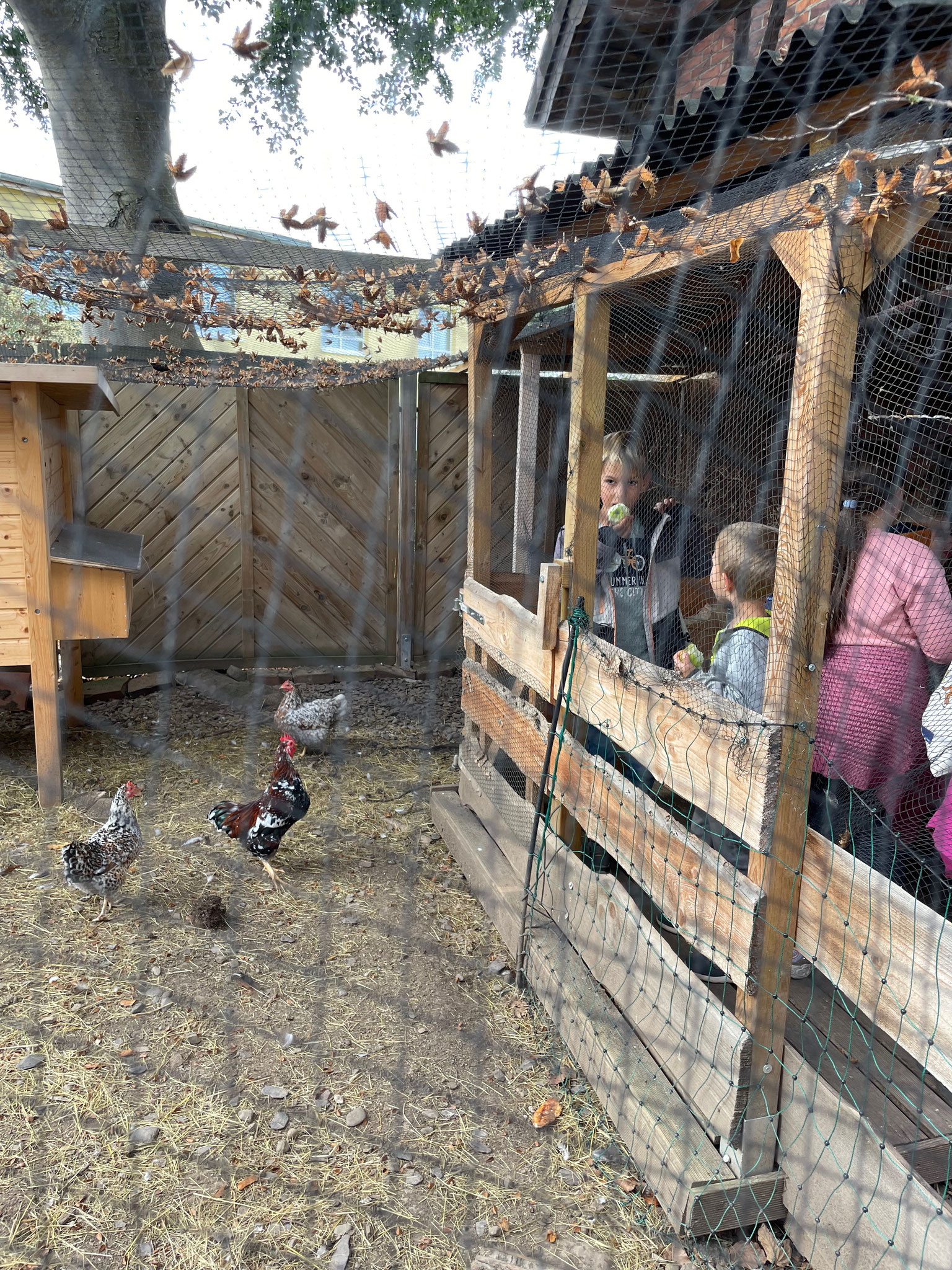 Zu Besuch bei den Hühnern