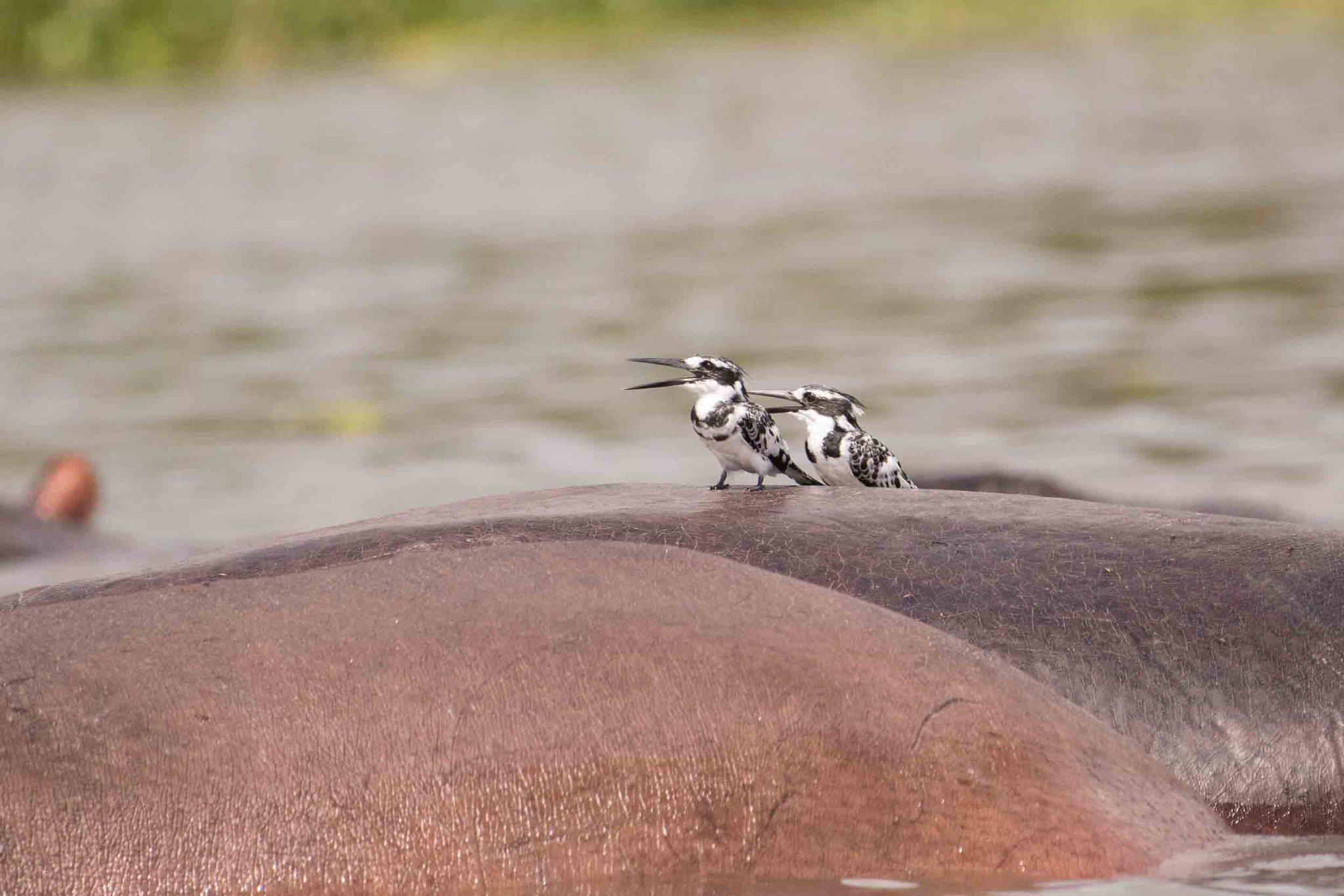 GRAUFISCHER/FLUSSPFERD - PIED KINGFISHER/HIPPO