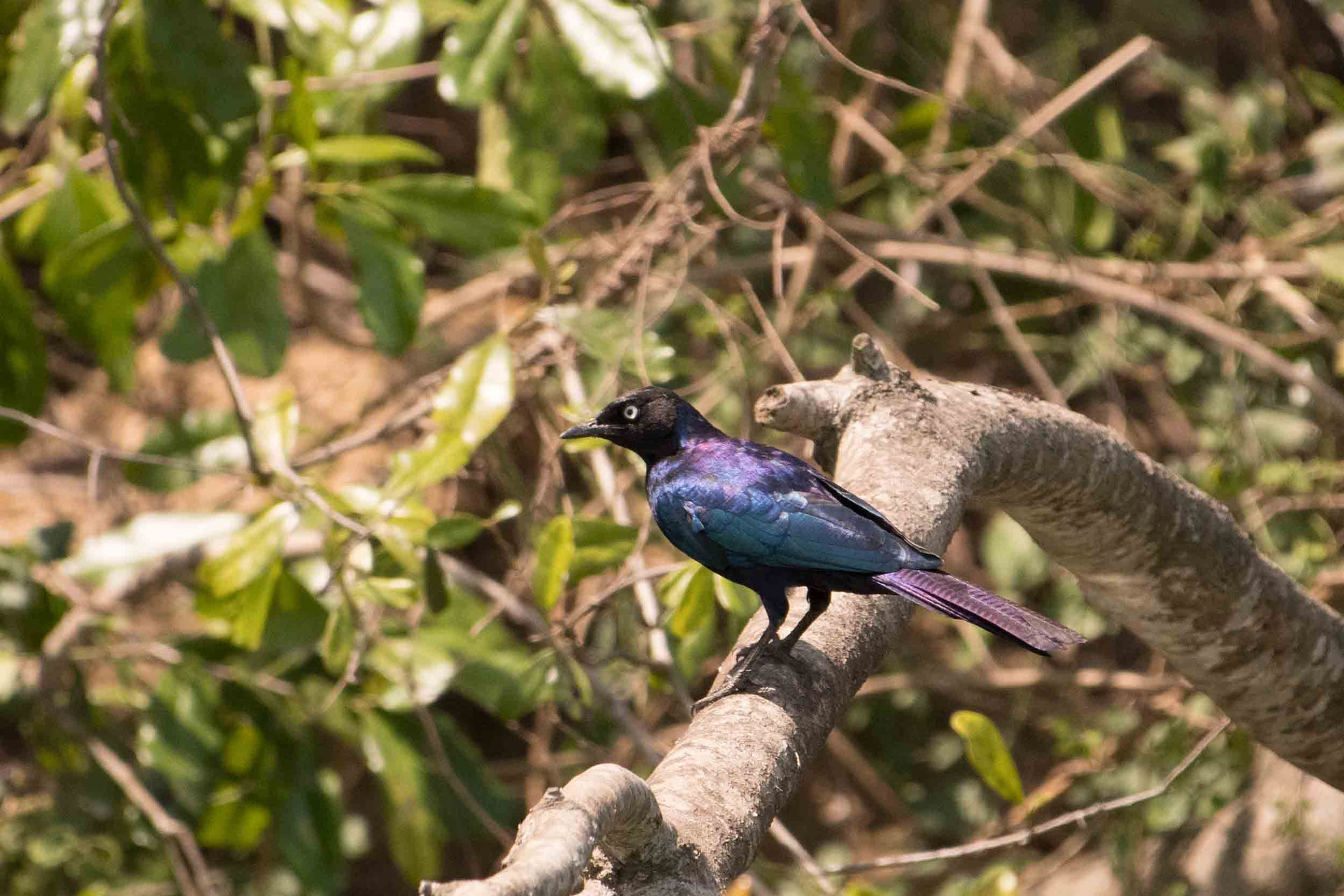 SCHWEIFGLANZSTAR - RUEPPELL´S GLOSSY STARLING