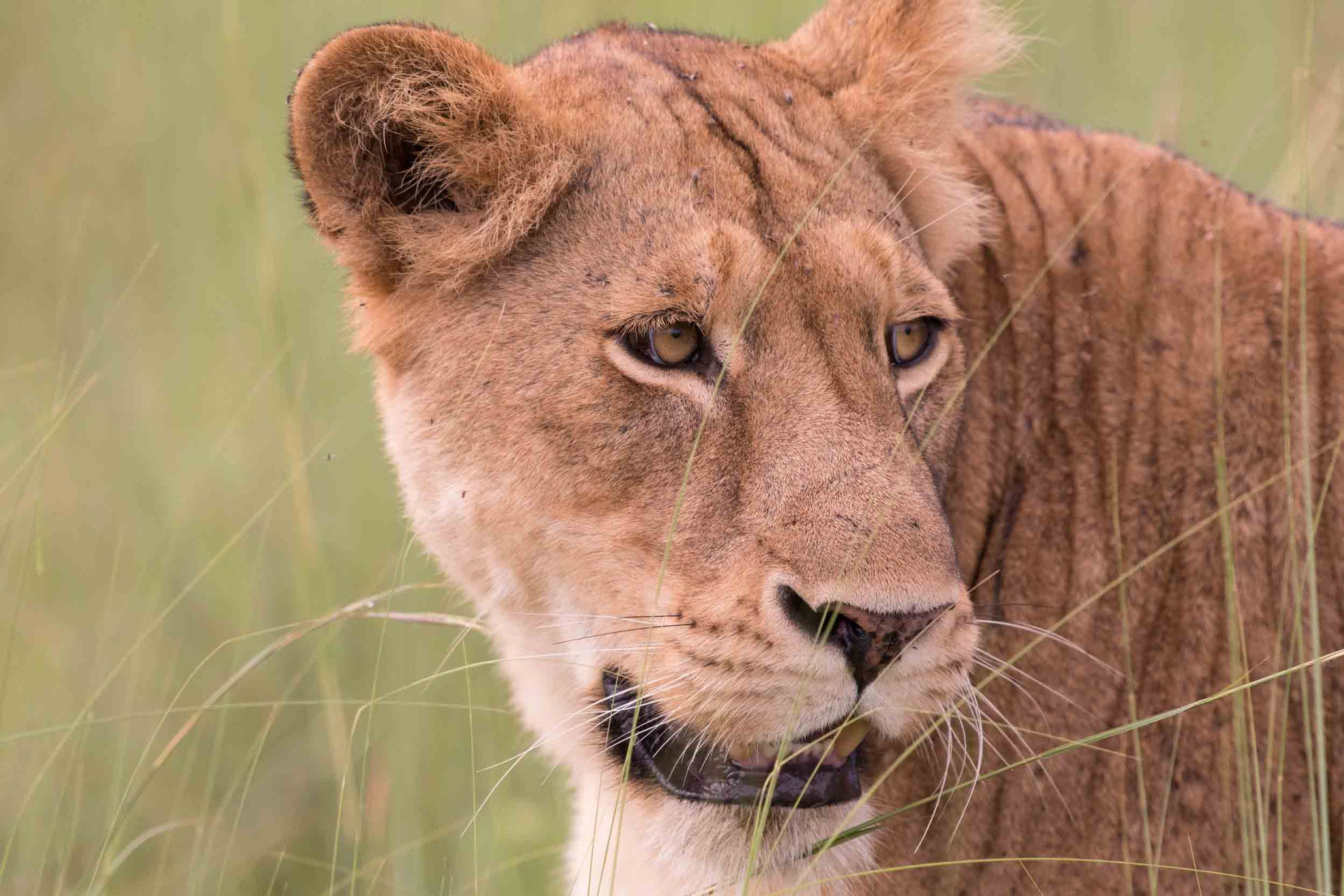 LÖWE - LION
