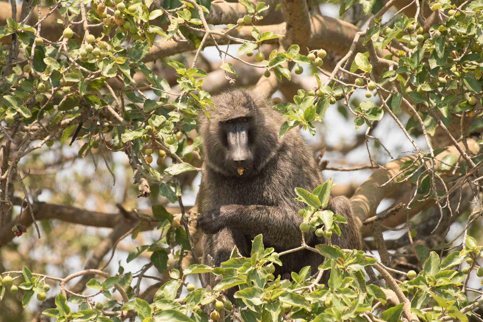 PAVIAN - BABOON