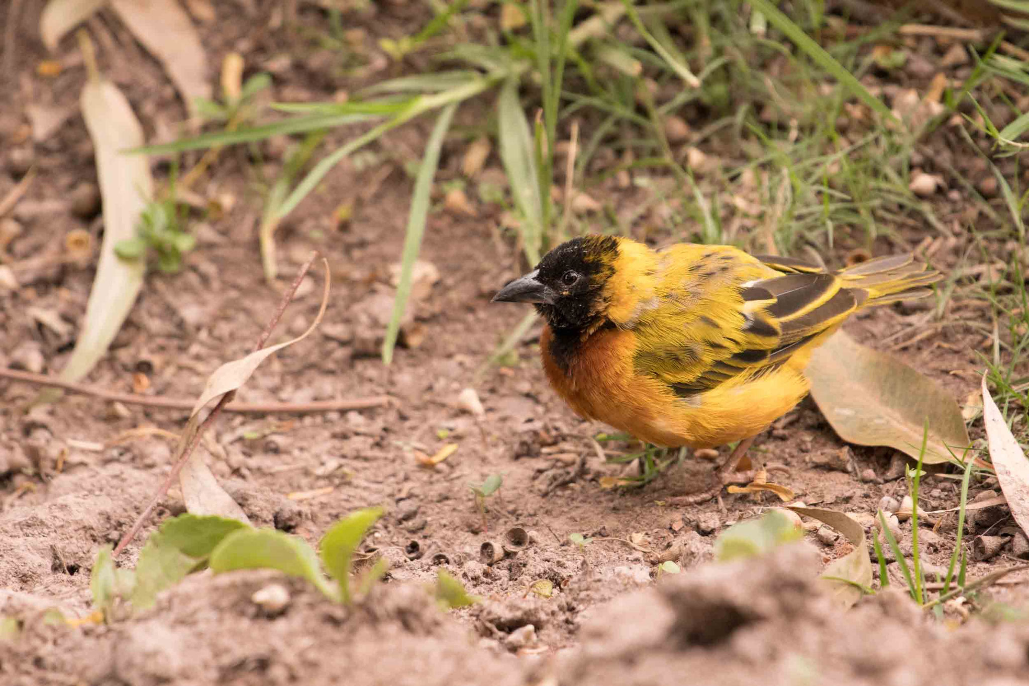 MASKENWEBER - NORTHERN MASKED WEAVER