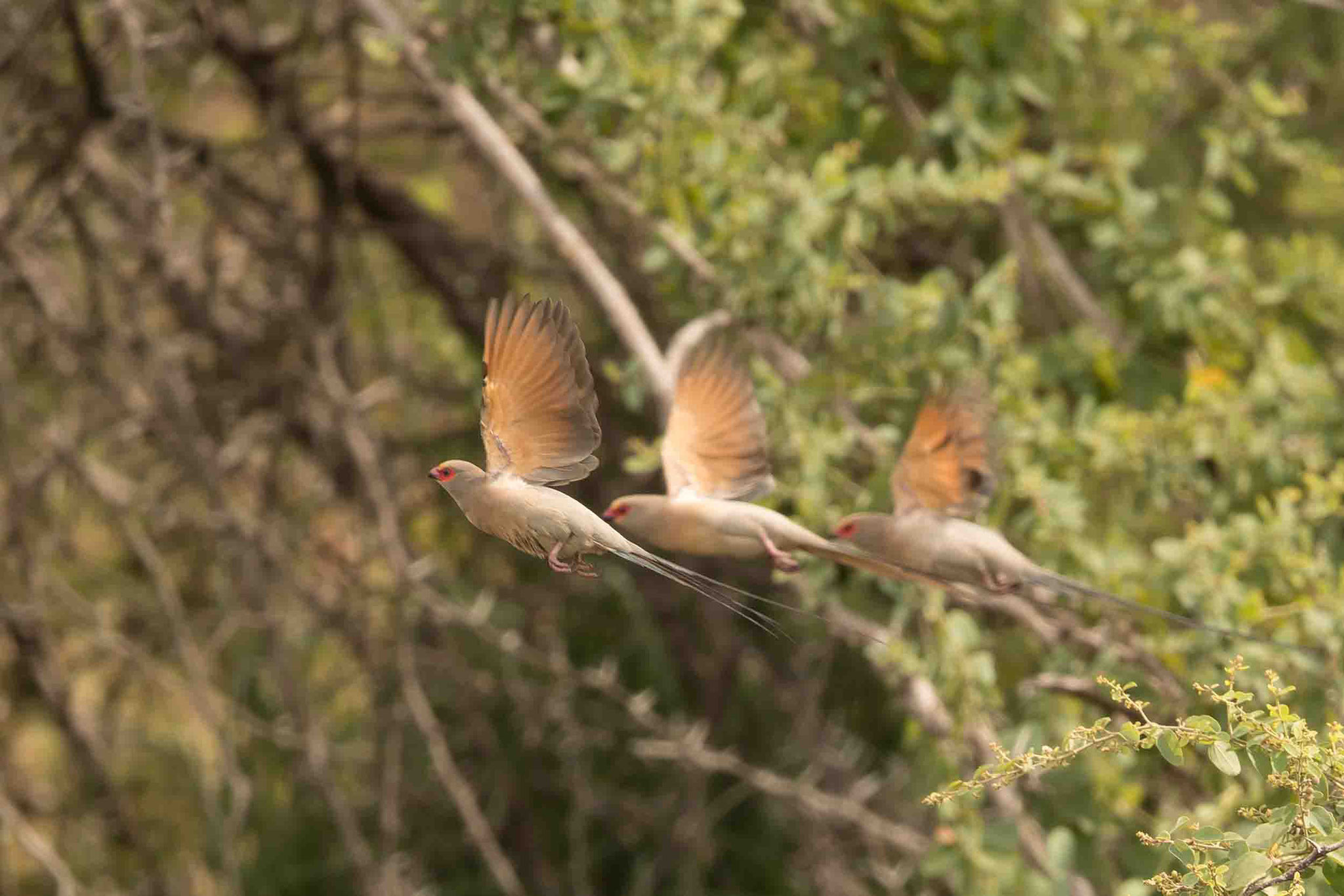 ROTZÜGEL-MAUSVOGEL - RED-FACED MOUSEBIRD