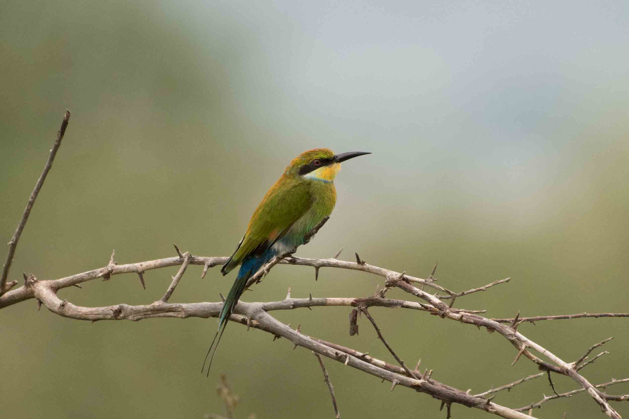 SCHWALBENSCHWANZSPINT - SWALLOW-TAILED BEE-EATER