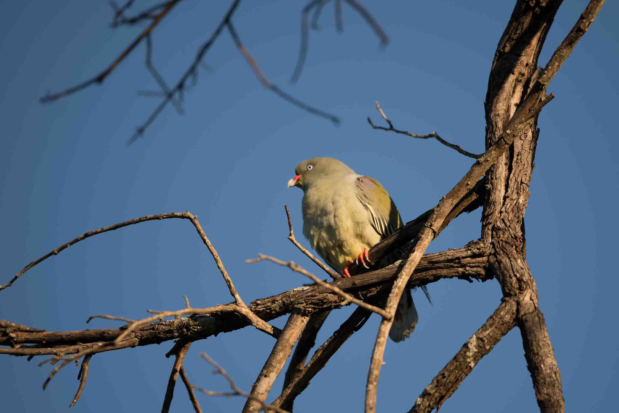 WAALIETAUBE (PAPAGEITAUBE) - BRUCE'S GREEN PIGEON